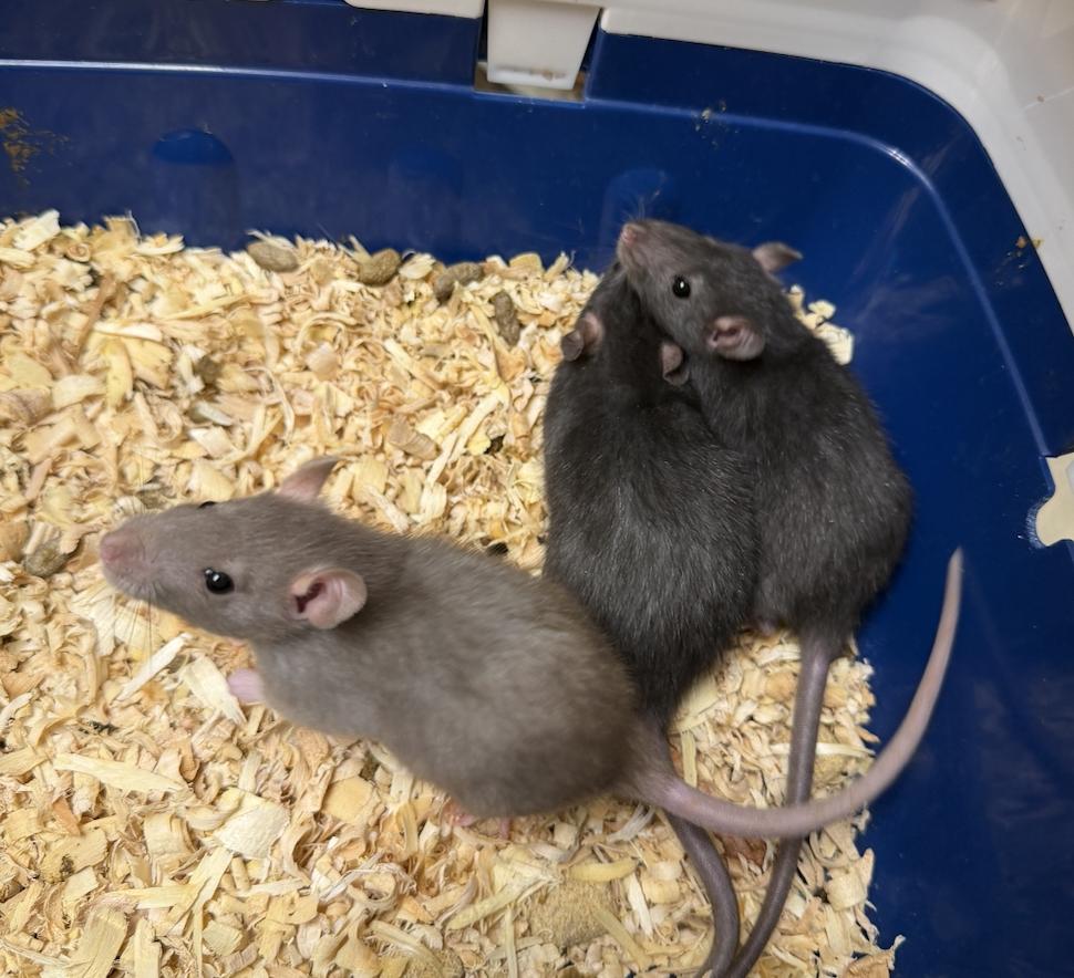 Enlarge Arwyn, Luthien, & Galadriel BONDED, an adopted Rat in Minneapolis, MN image 5/5