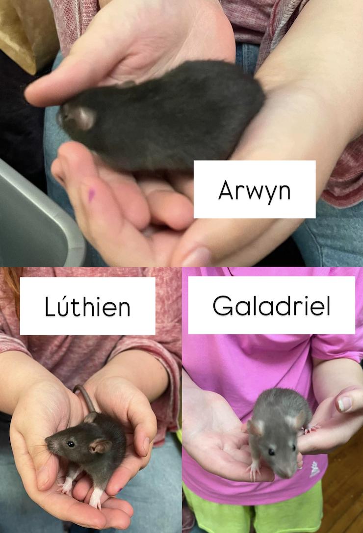 Enlarge Arwyn, Luthien, & Galadriel BONDED, an adopted Rat in Minneapolis, MN image 2/5