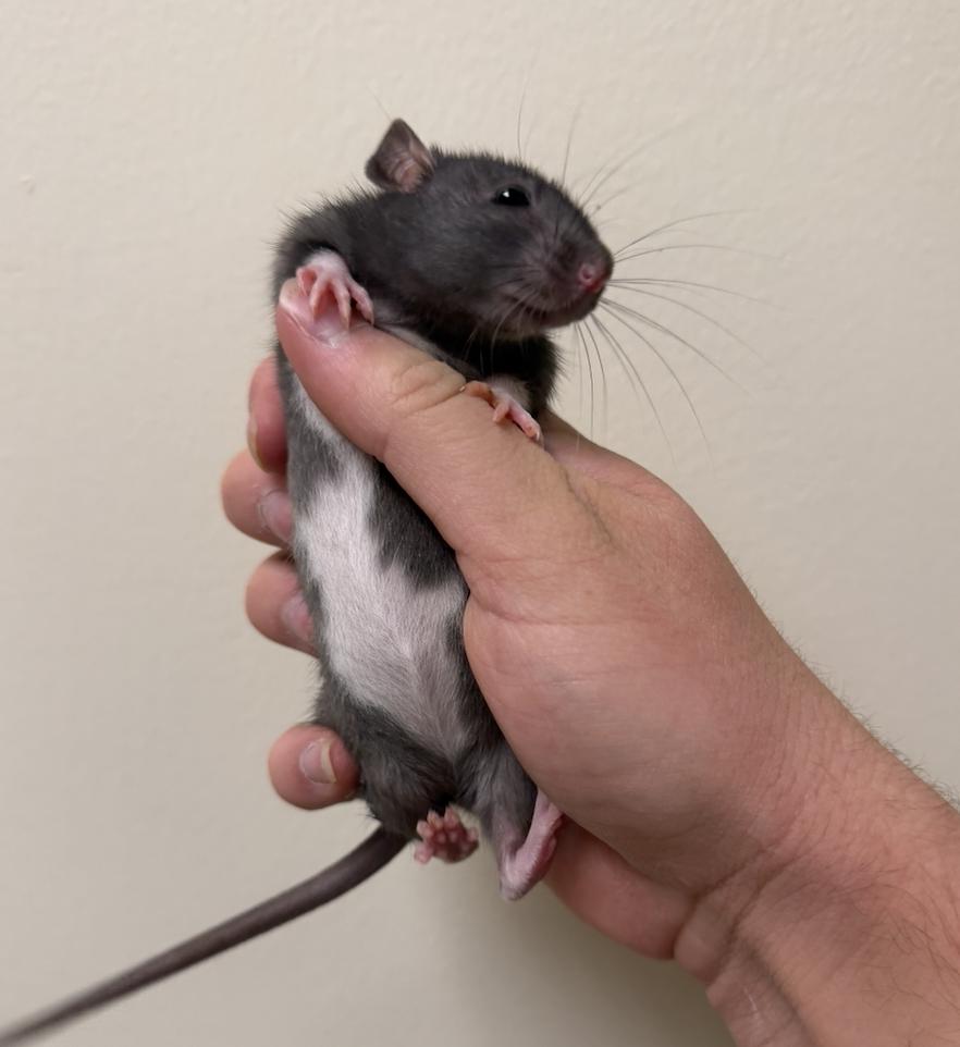 Enlarge Arwyn, Luthien, & Galadriel BONDED, an adopted Rat in Minneapolis, MN image 3/5