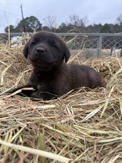 Enlarge Bear, a ADOPTABLE mixed breed in Anniston, AL image 1/2