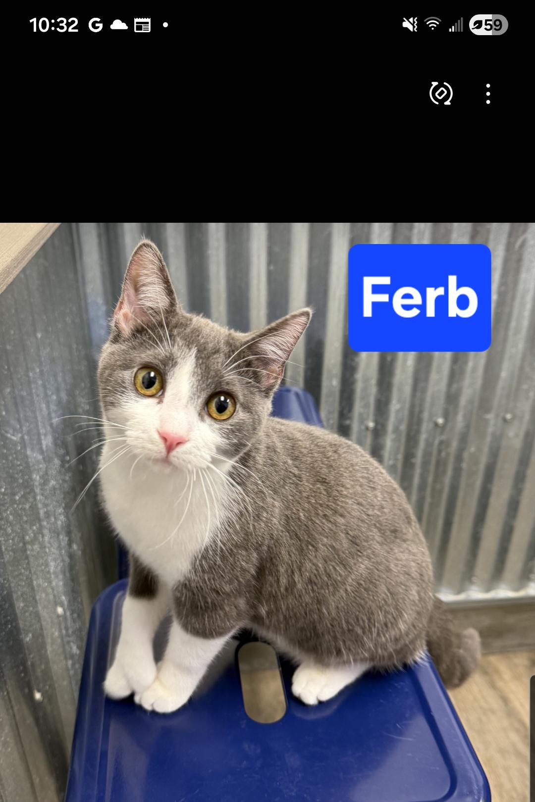 Enlarge Ferb and Phineas, a ADOPTABLE Domestic Short Hair in Brighton, MI image 1/5