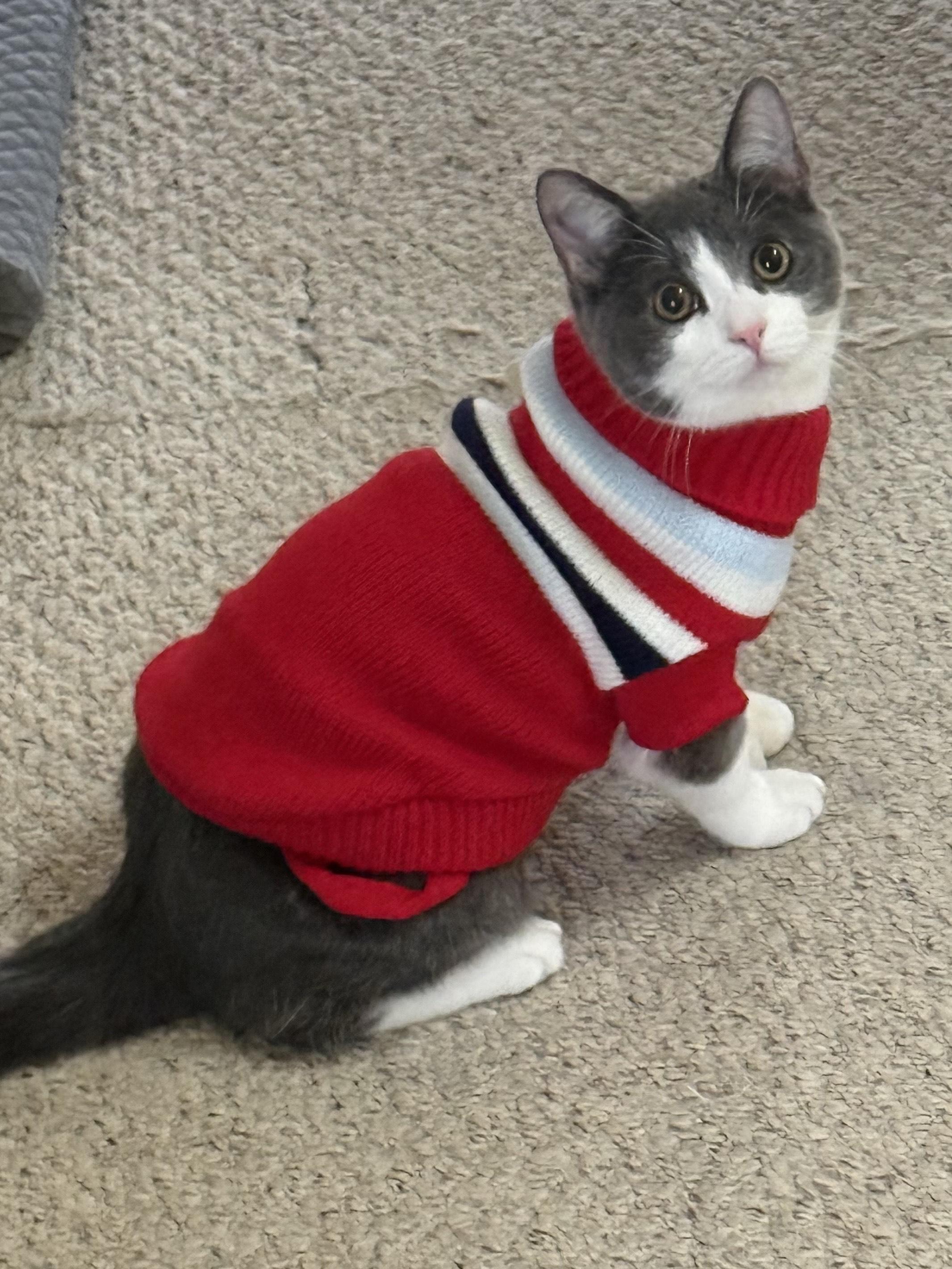 Enlarge Ferb and Phineas, a ADOPTABLE Domestic Short Hair in Brighton, MI image 3/5