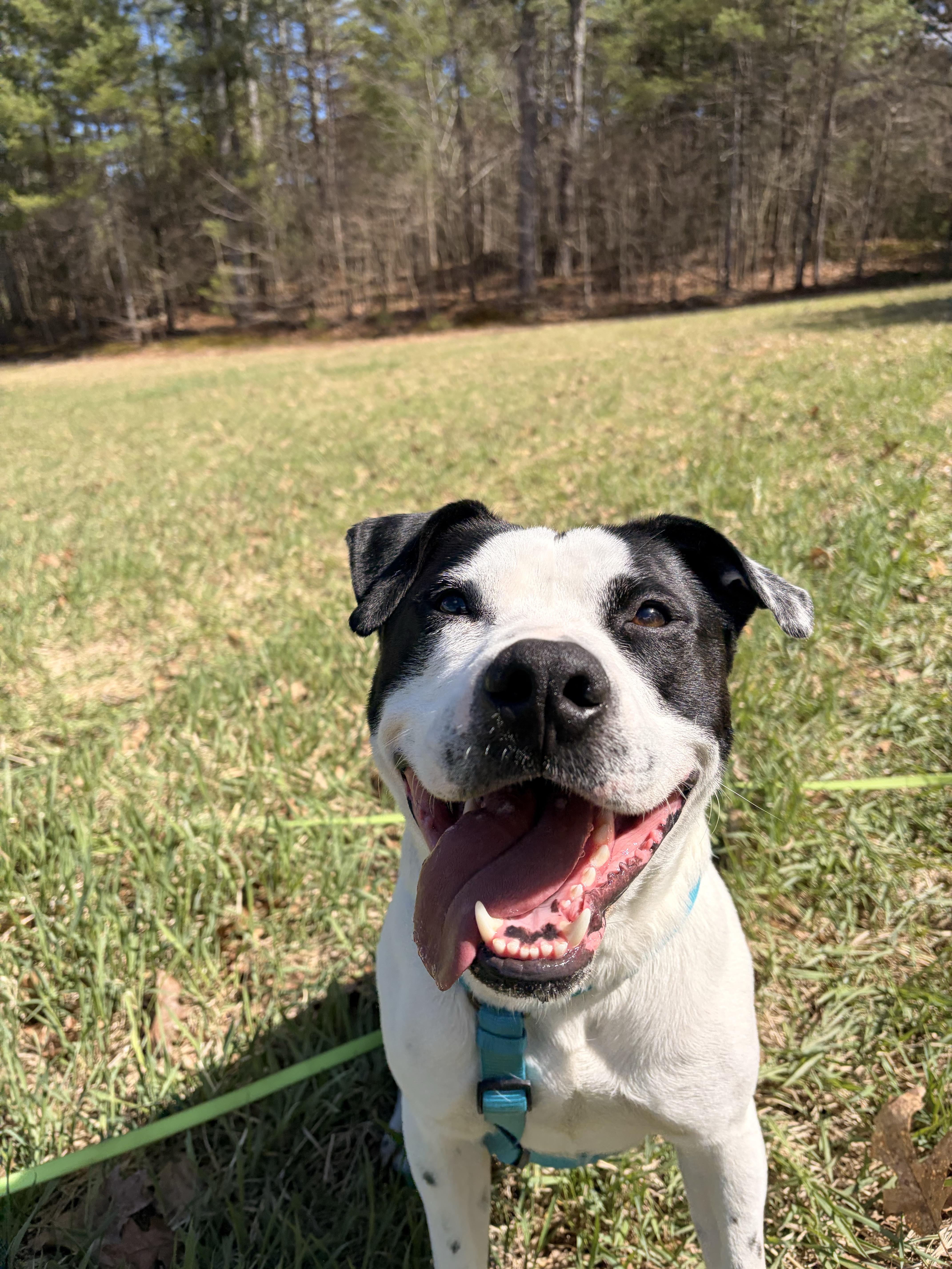 Marino, a ADOPTABLE mixed breed in New Boston, NH image 6/6