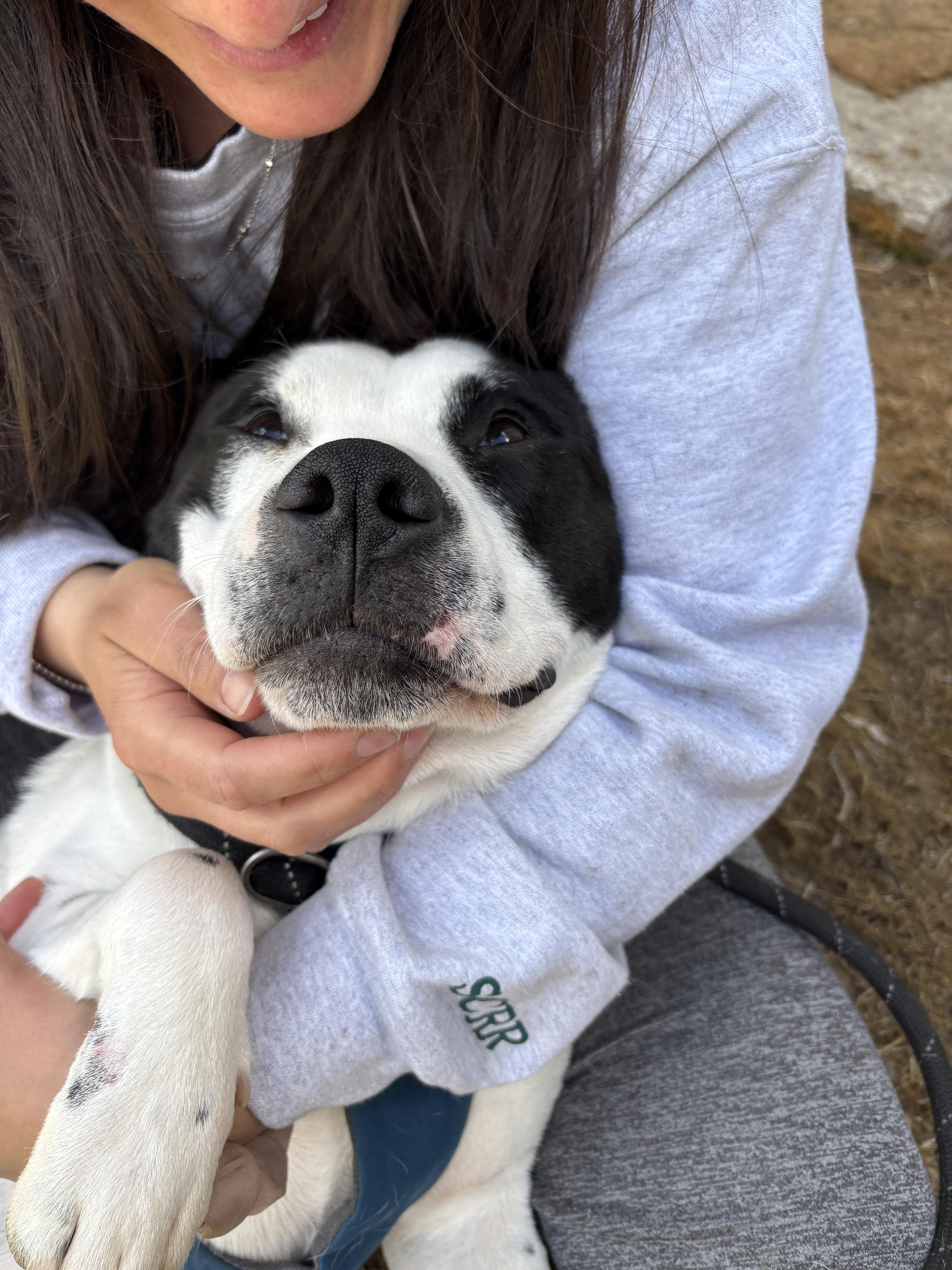 Marino, a ADOPTABLE mixed breed in New Boston, NH image 2/6