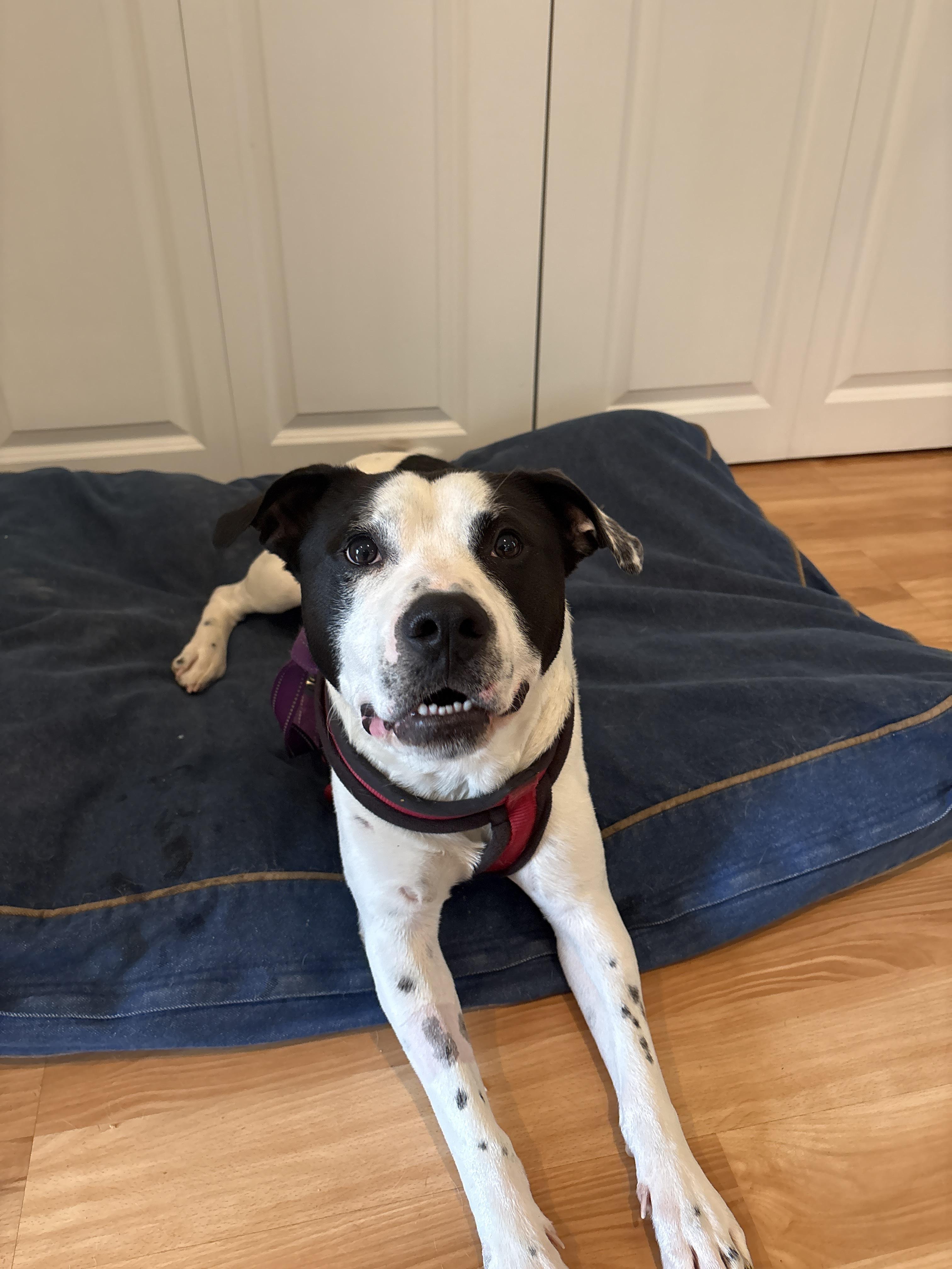 Marino, a ADOPTABLE mixed breed in New Boston, NH image 5/6