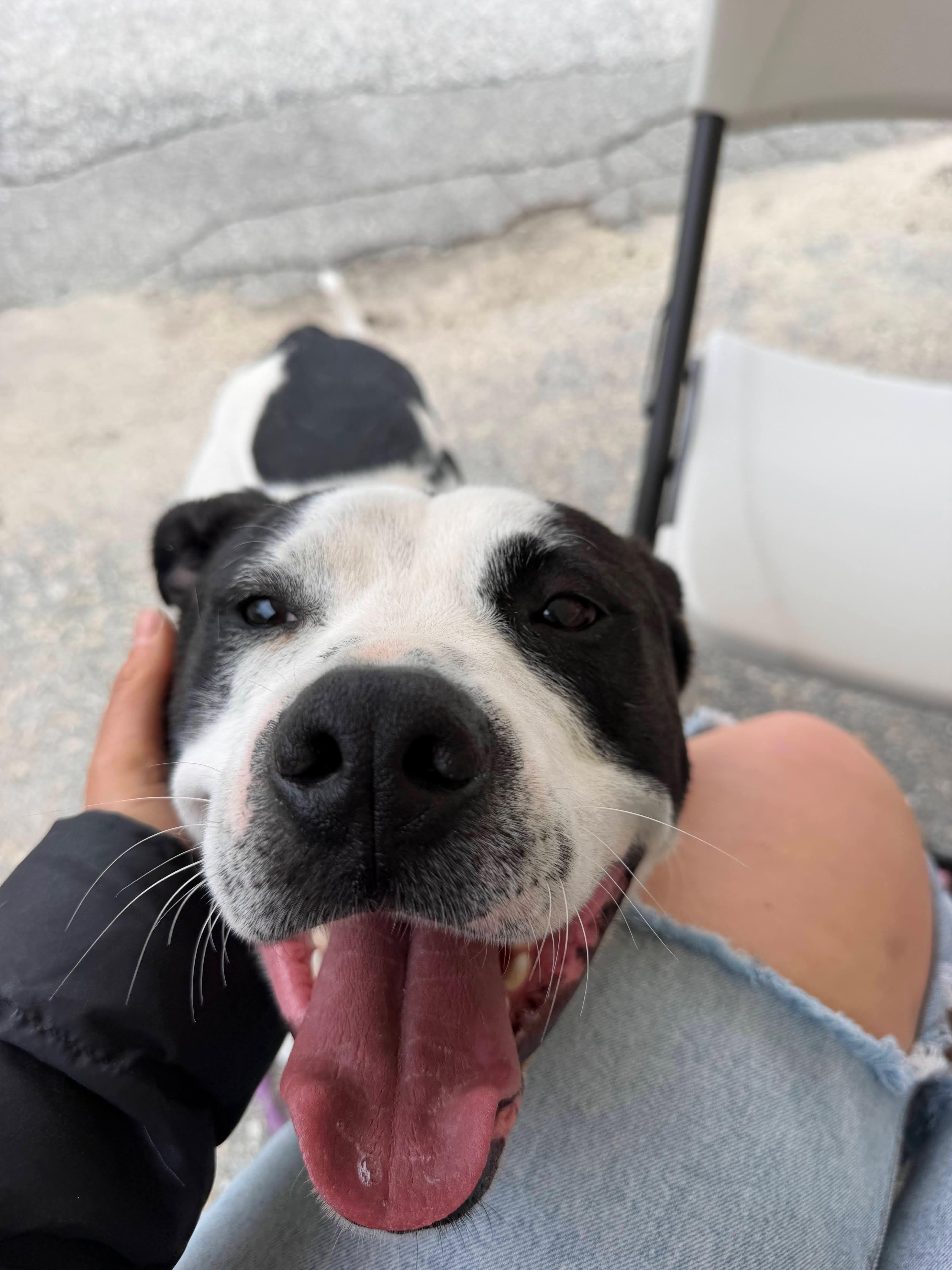 Marino, a ADOPTABLE mixed breed in New Boston, NH image 4/6