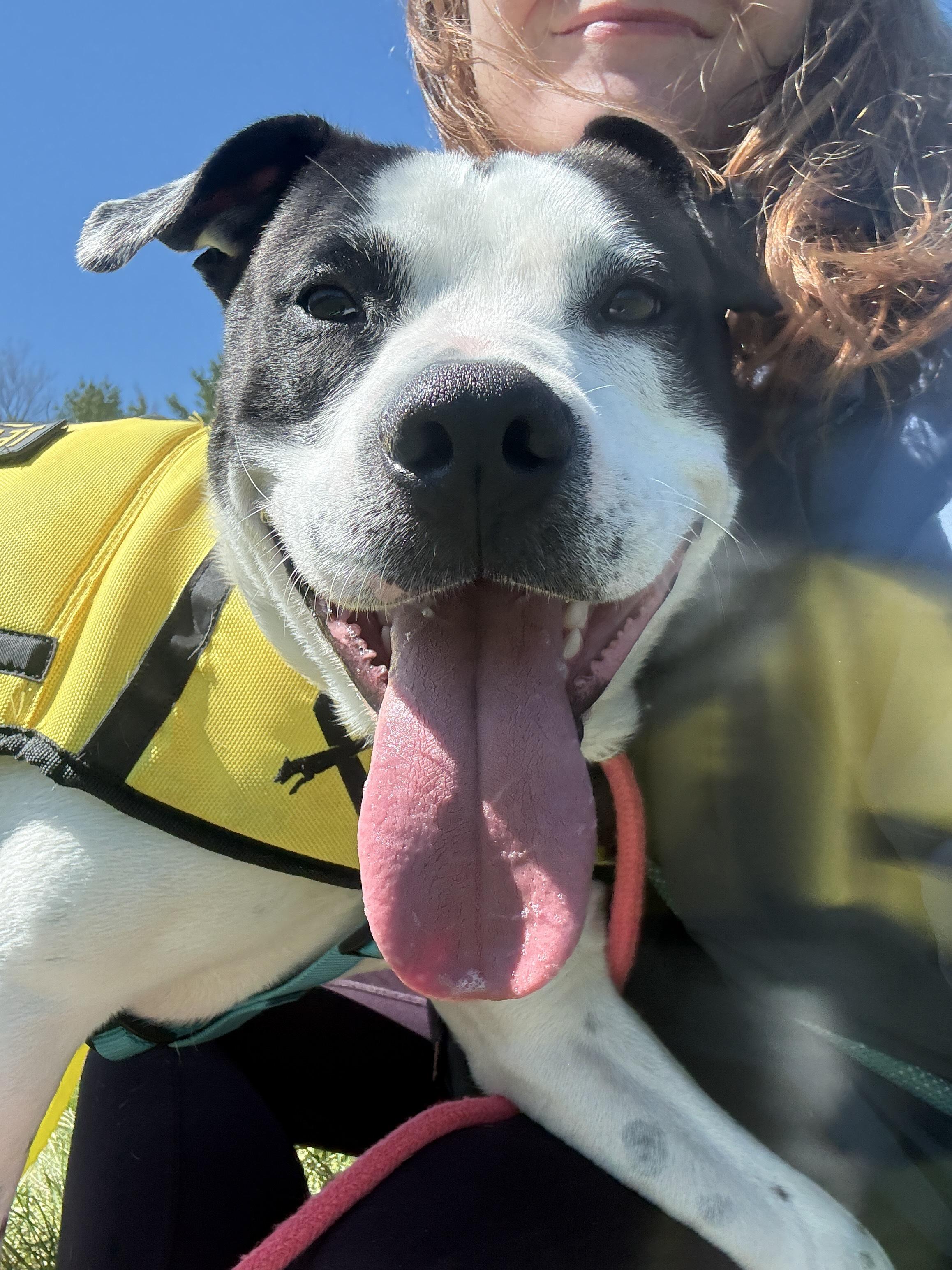 Marino, ADOPTABLE, Young Male American Bulldog & Pit Bull Terrier.