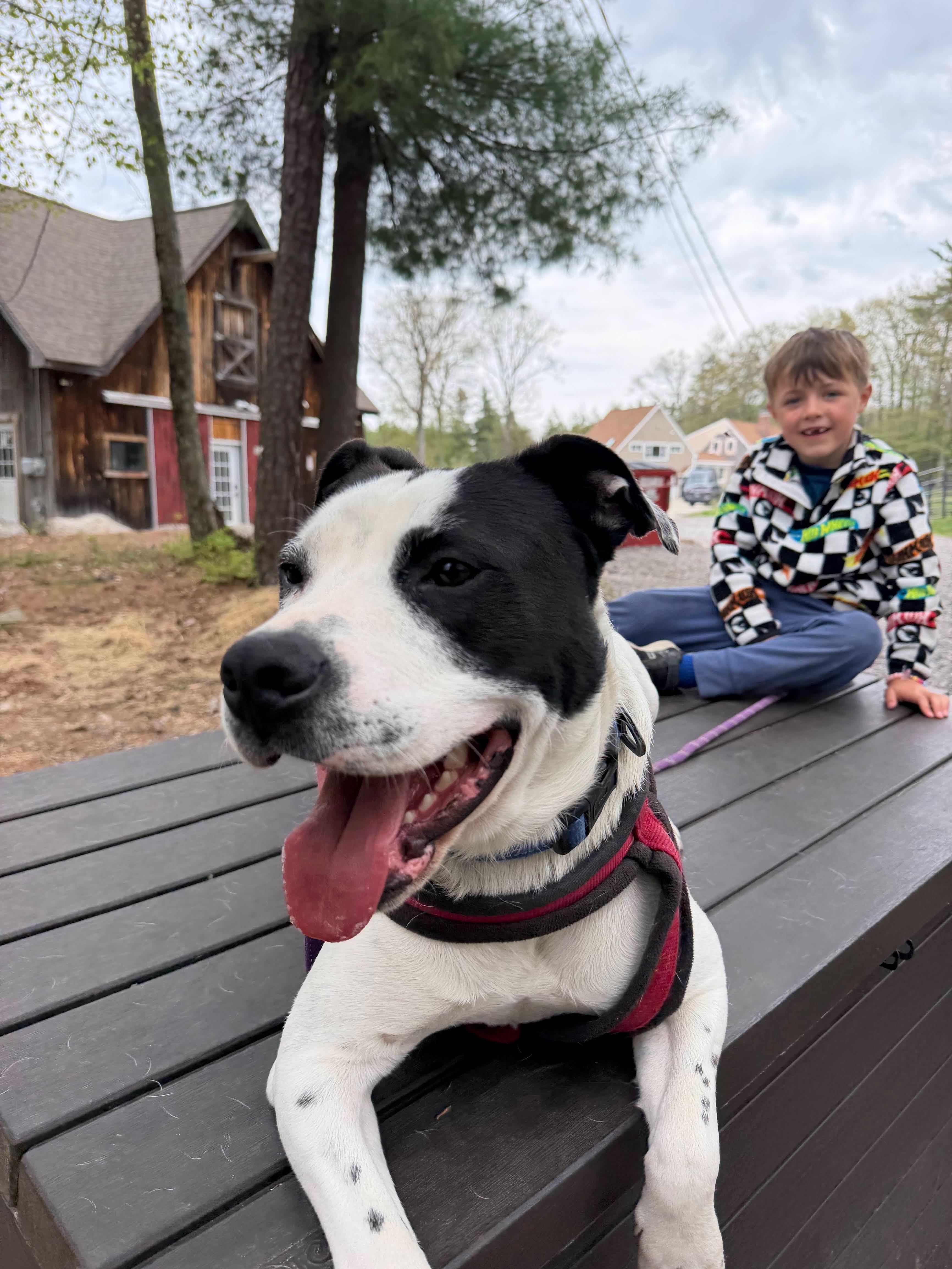 Marino, a ADOPTABLE mixed breed in New Boston, NH image 3/6