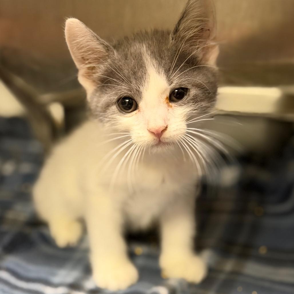 Enlarge Coriolanus (Cori), a Adoptable Domestic Medium Hair in Fort Smith, AR image 1/2