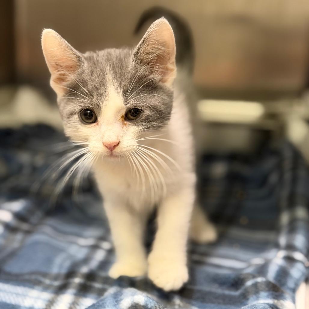Enlarge Coriolanus (Cori), a Adoptable Domestic Medium Hair in Fort Smith, AR image 2/2