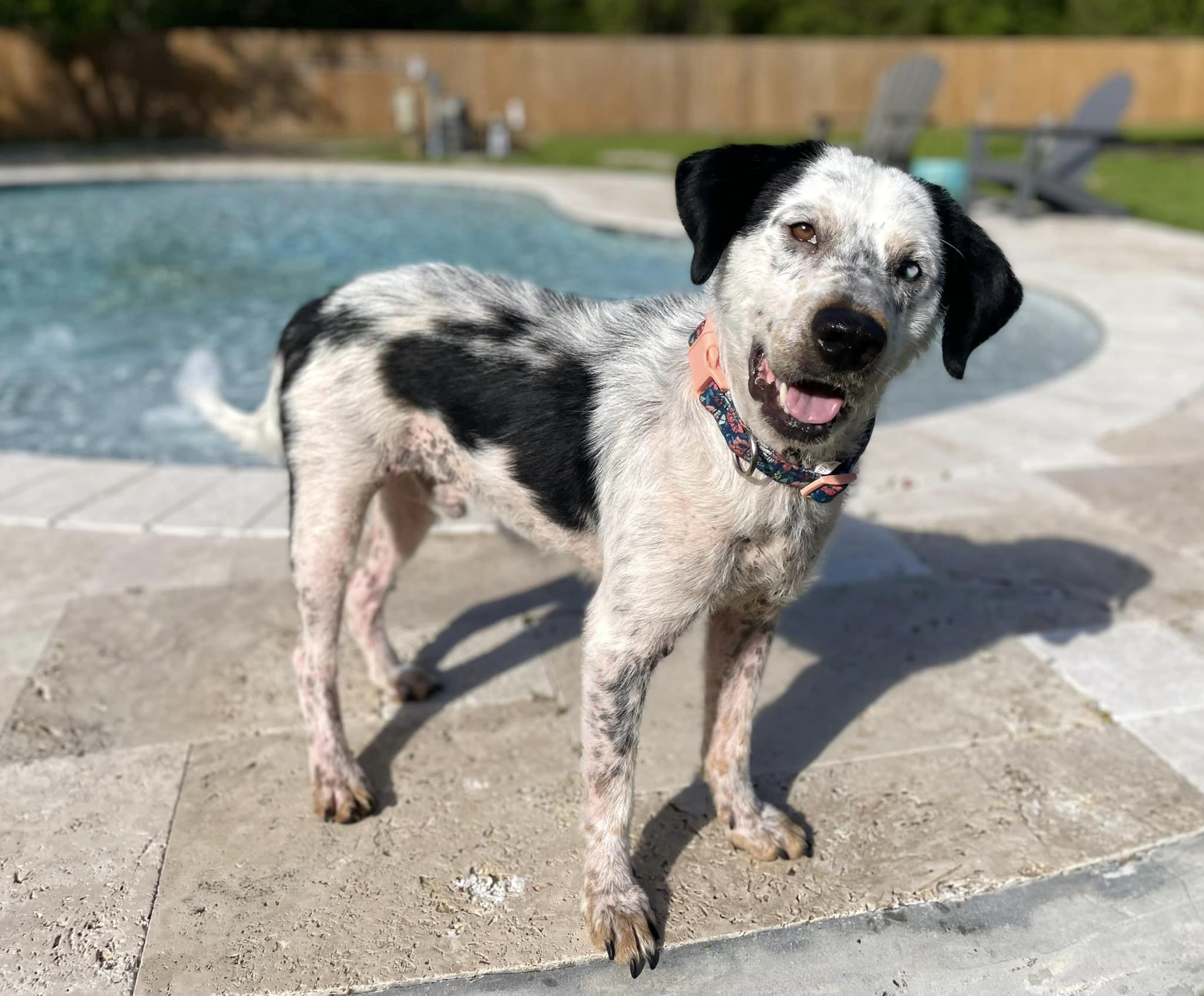 Dog for adoption Ziggy, a Border Collie & Pointer Mix in Lenoir City