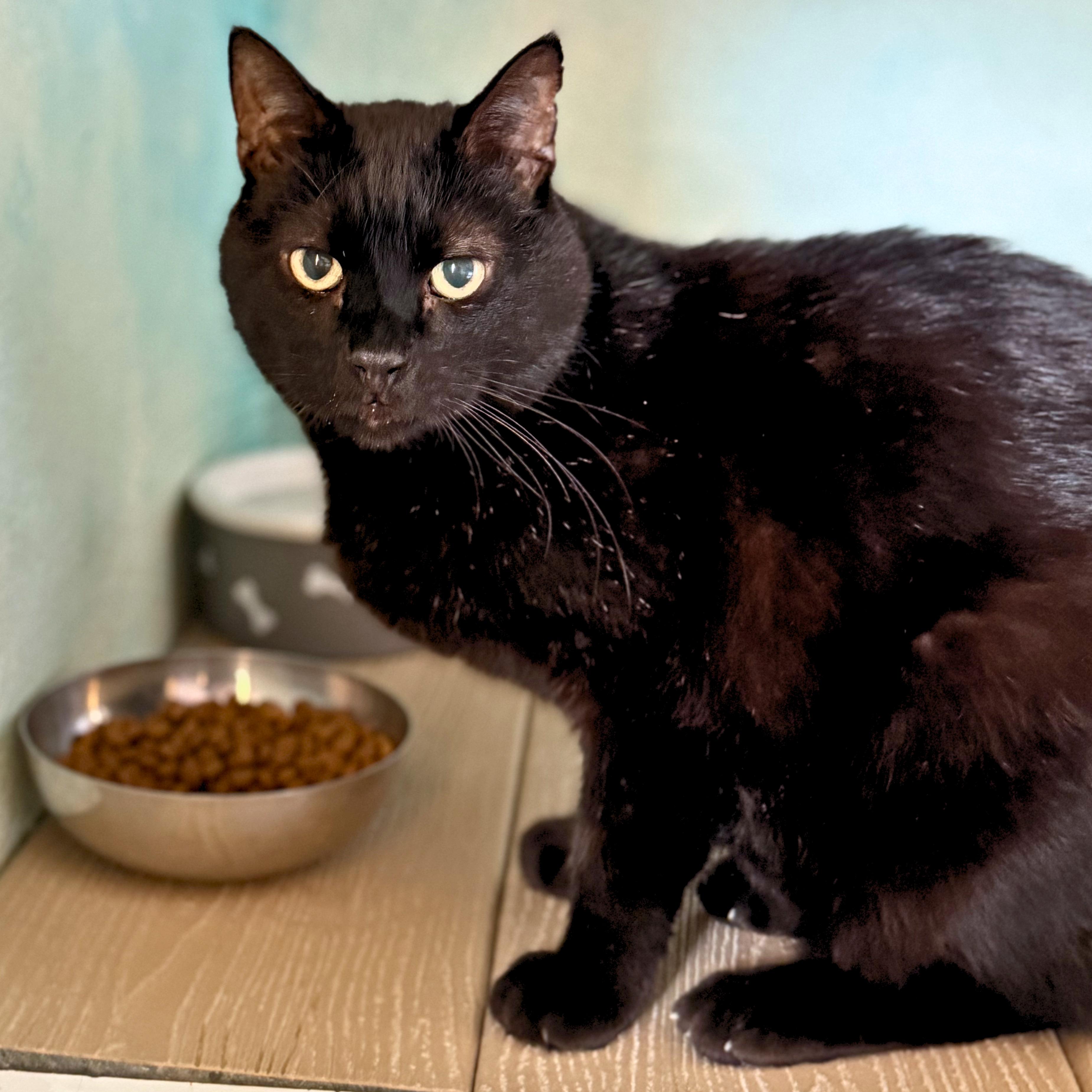 Enlarge Hagrid, a Adoptable Domestic Short Hair in Ridgway, CO image 2/6