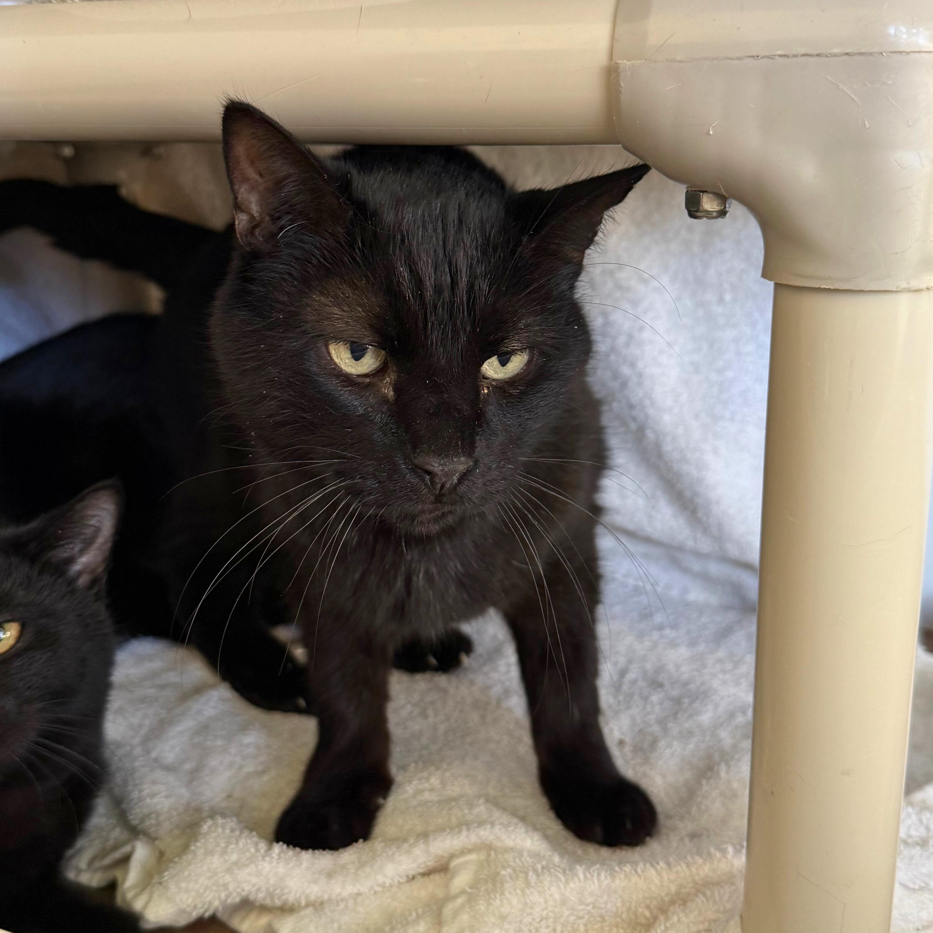 Enlarge Hagrid, a Adoptable Domestic Short Hair in Ridgway, CO image 3/5