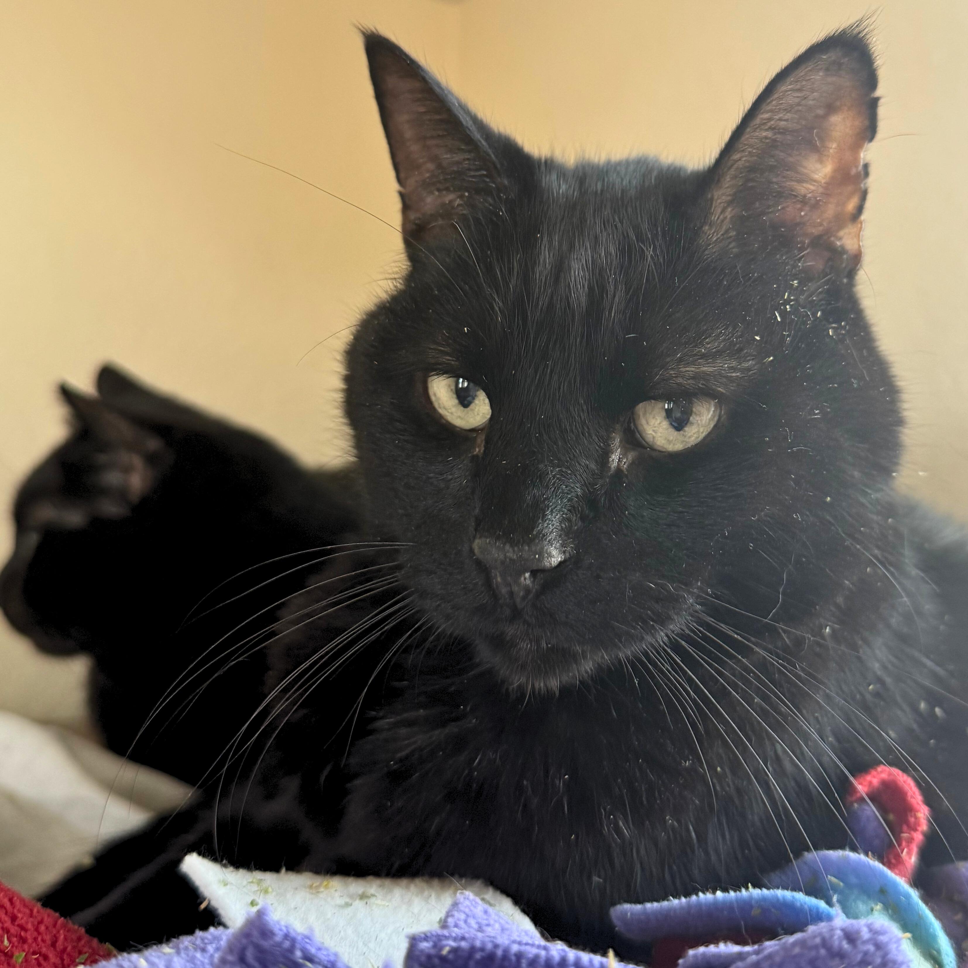 Enlarge Hagrid, a Adoptable Domestic Short Hair in Ridgway, CO image 2/5