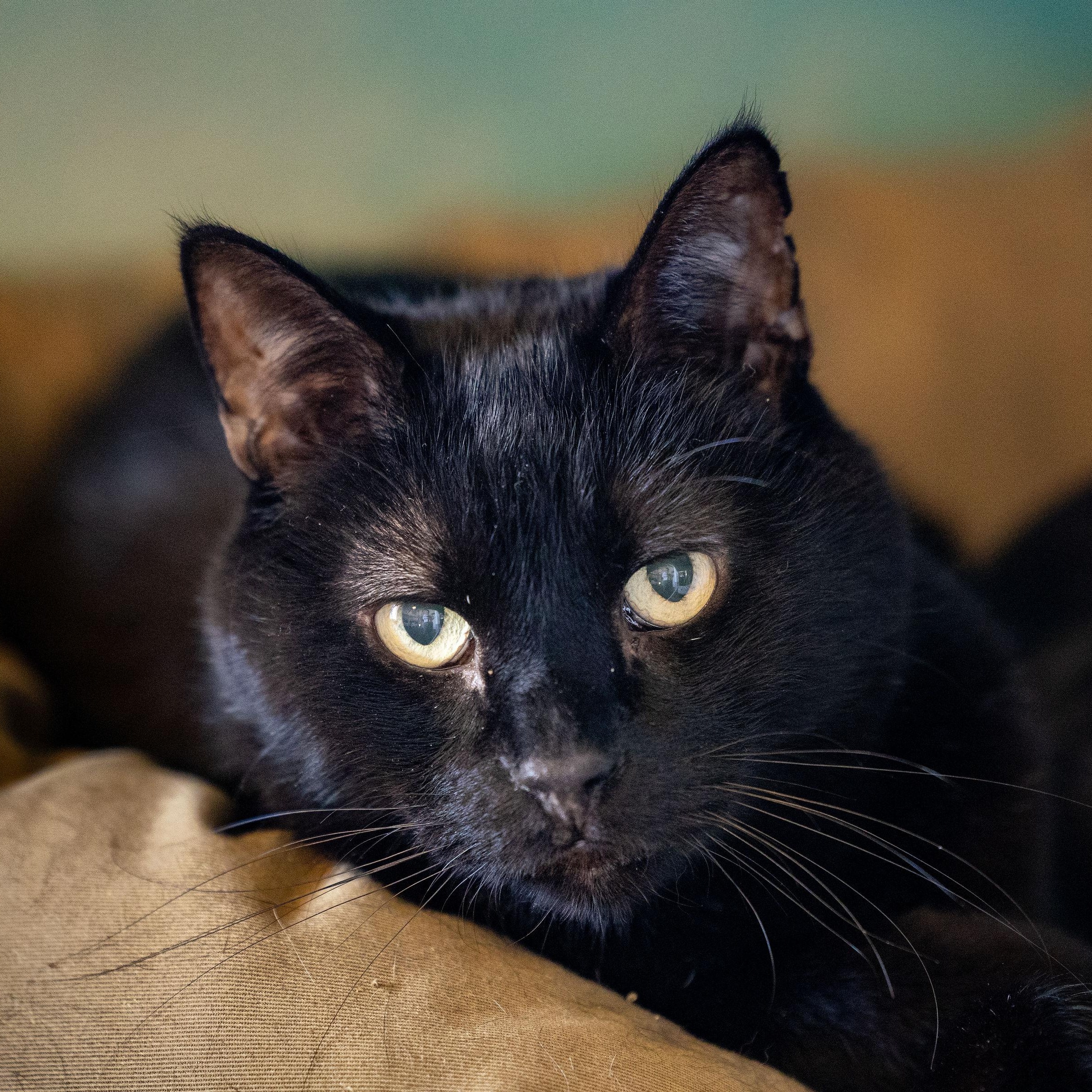Enlarge Hagrid, a Adoptable Domestic Short Hair in Ridgway, CO image 1/6