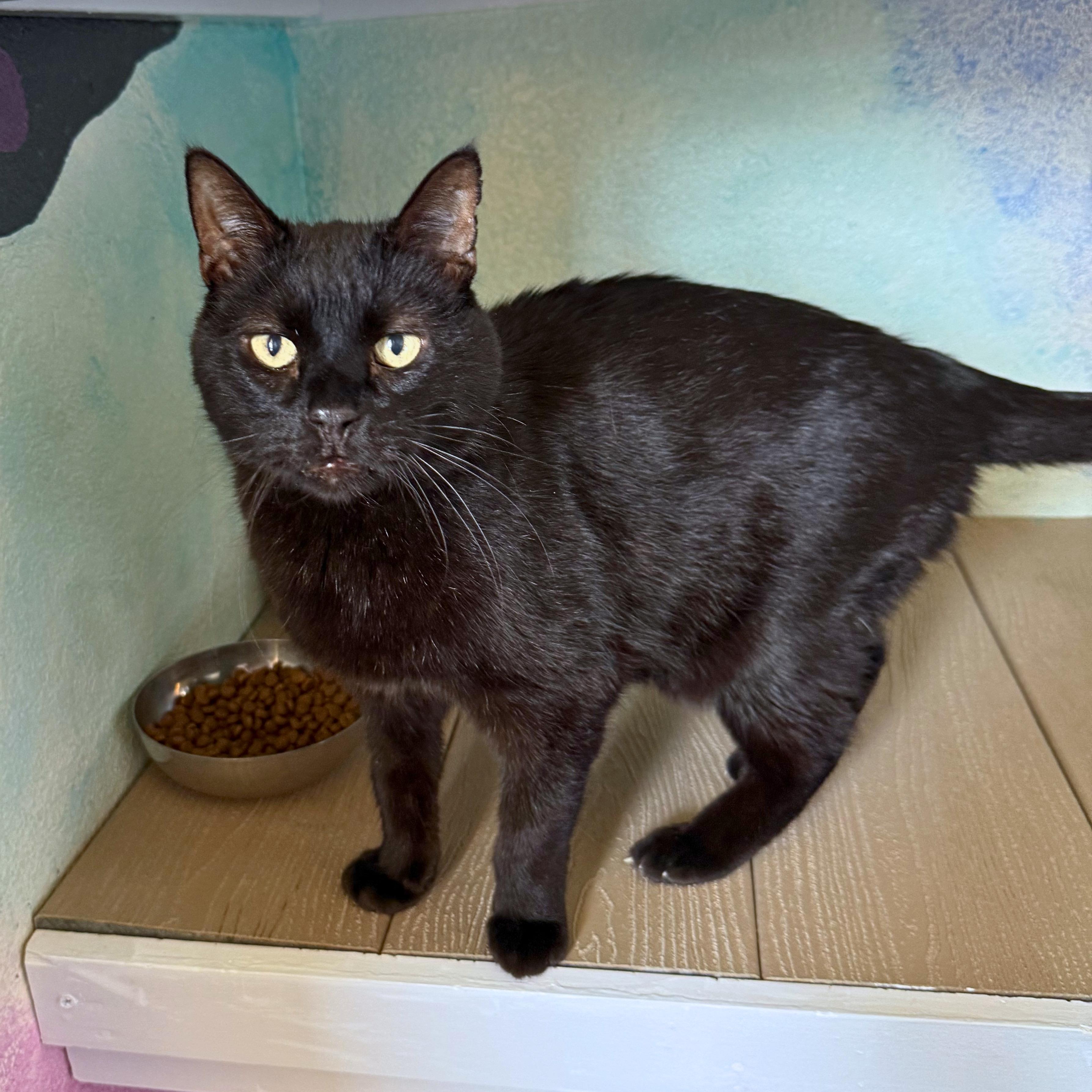 Enlarge Hagrid, a Adoptable Domestic Short Hair in Ridgway, CO image 4/6