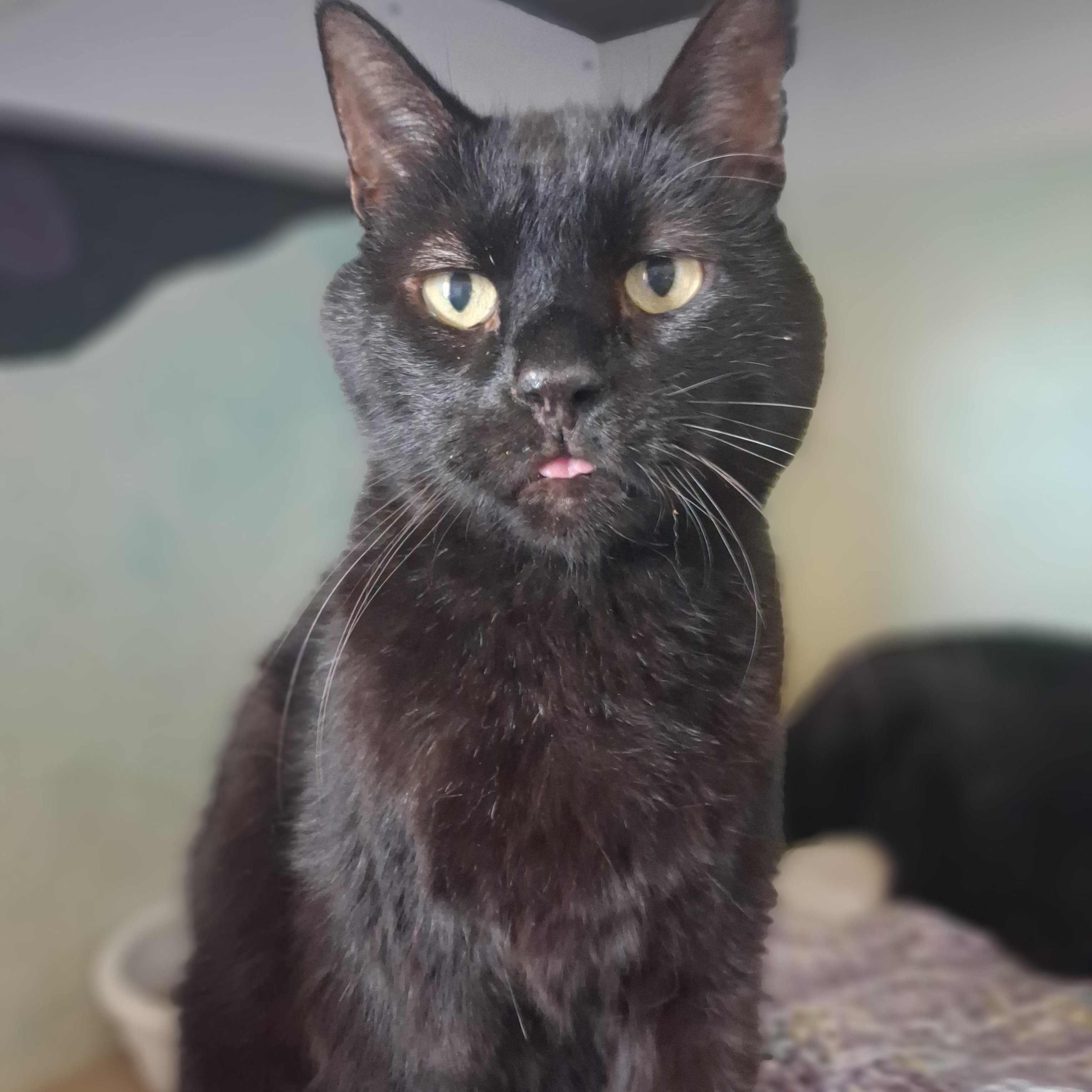 Enlarge Hagrid, a Adoptable Domestic Short Hair in Ridgway, CO image 3/6