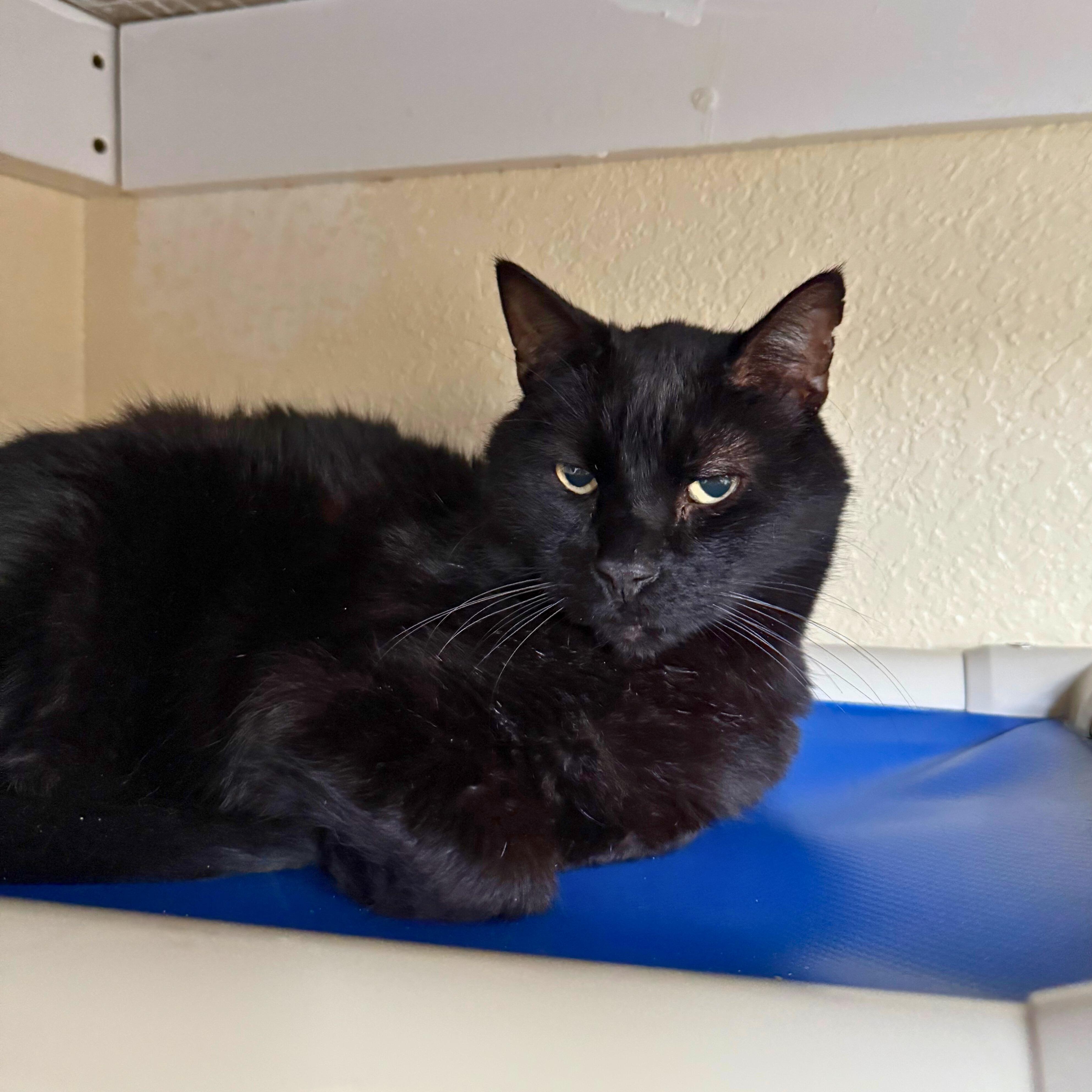 Enlarge Hagrid, a Adoptable Domestic Short Hair in Ridgway, CO image 4/5