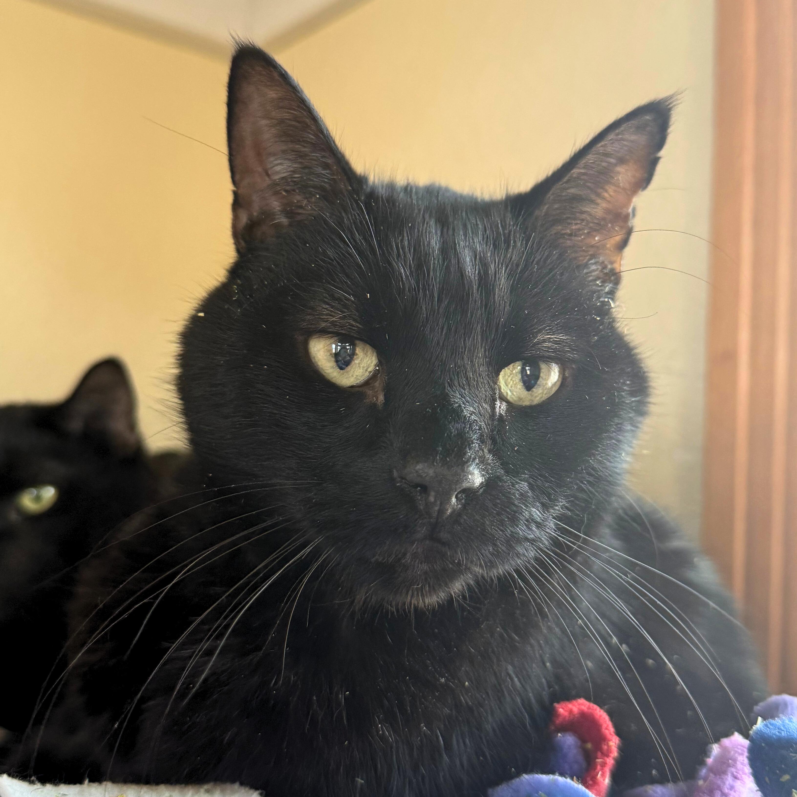 Hagrid, Adoptable, Adult Male Domestic Short Hair.