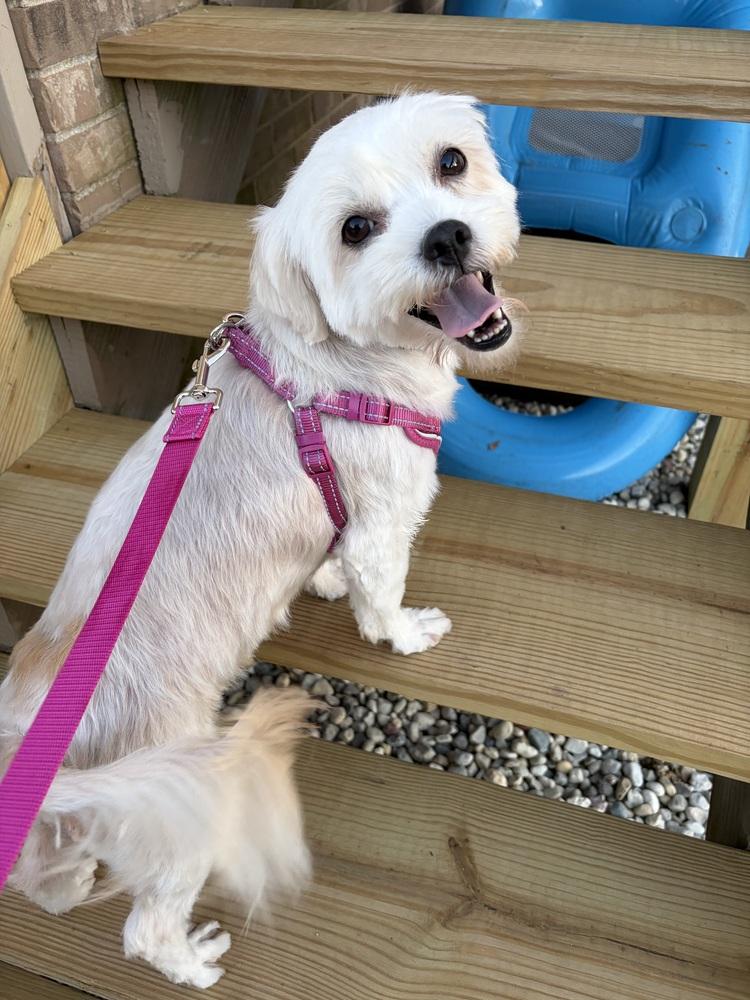 Enlarge Chiquita, a Adoptable mixed breed in Mundelein, IL image 1/1
