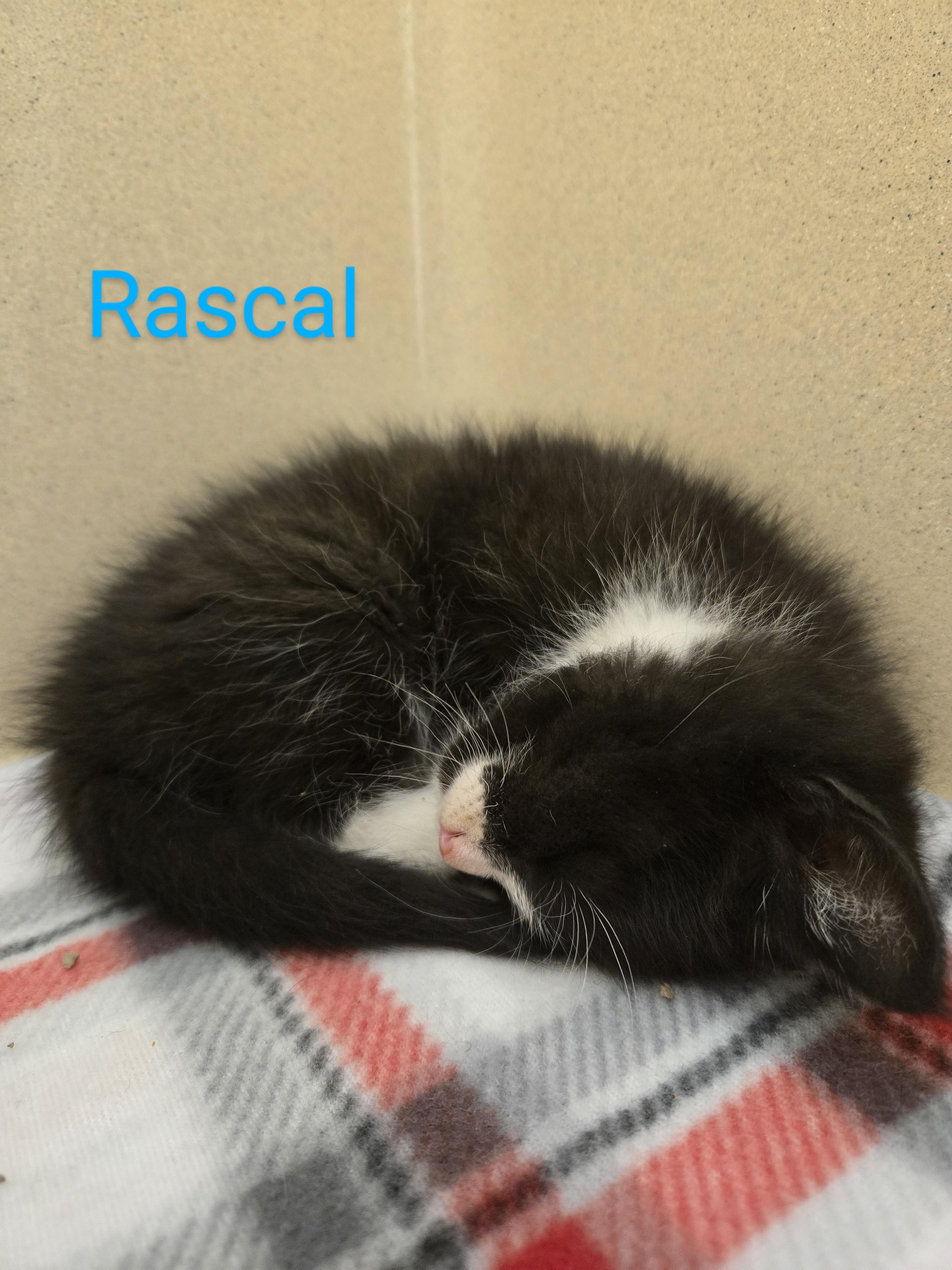 Enlarge Rascal, a Adoptable Domestic Short Hair in St. Joseph, MI image 1/1