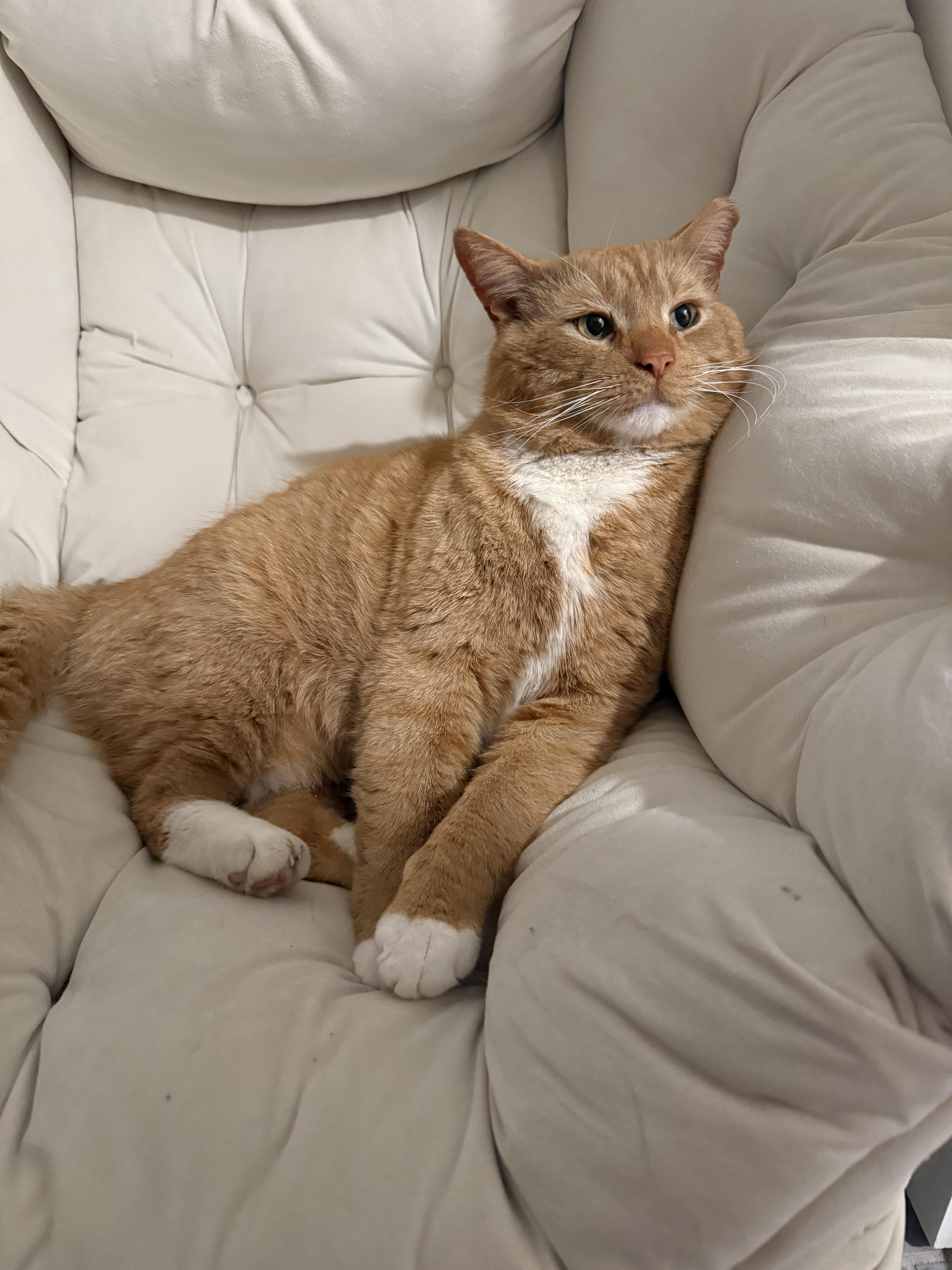 Enlarge Theodore (Teddy), an adoption pending Domestic Short Hair in Oak Park, MI image 4/4