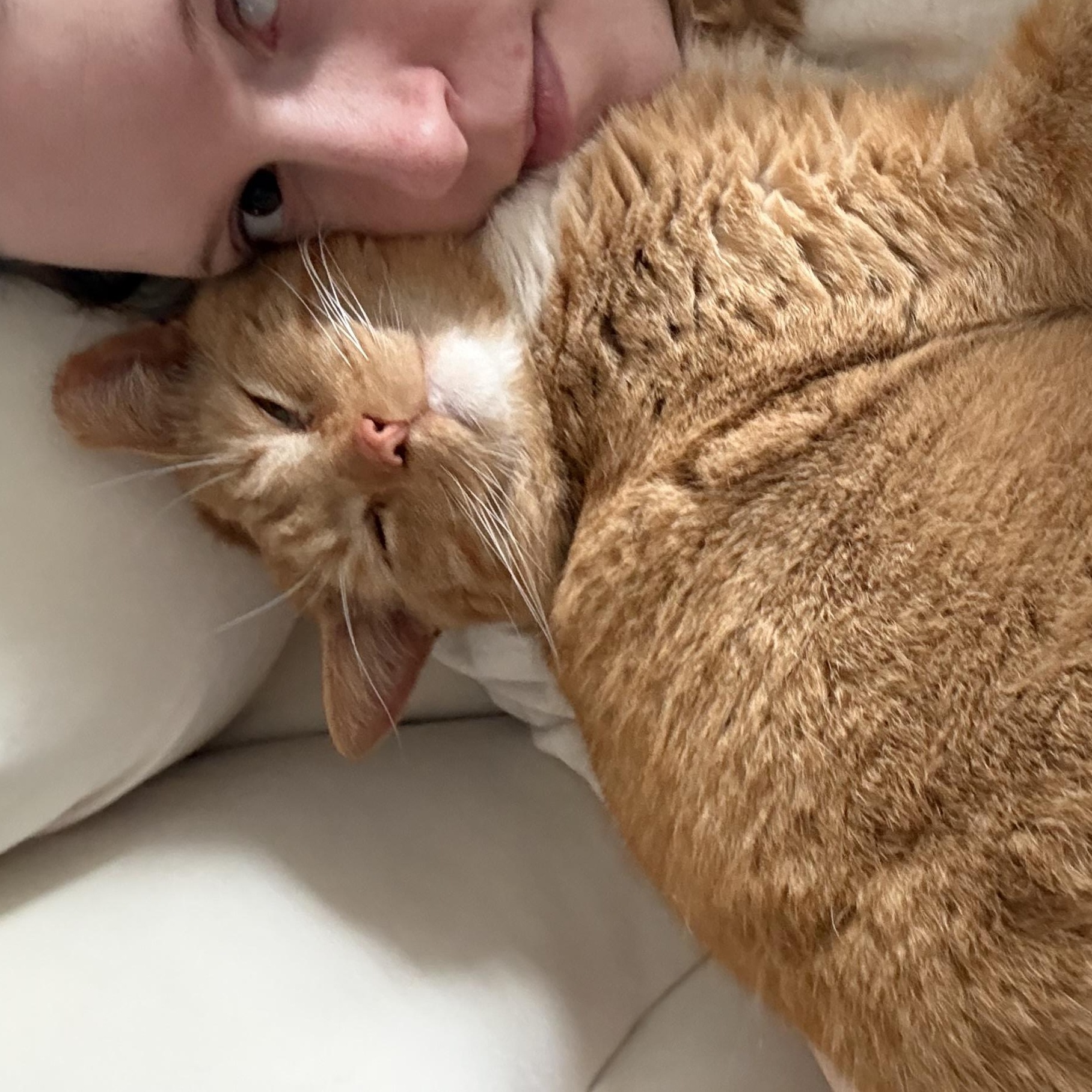 Theodore (Teddy), Adoptable, Adult Male Domestic Short Hair.