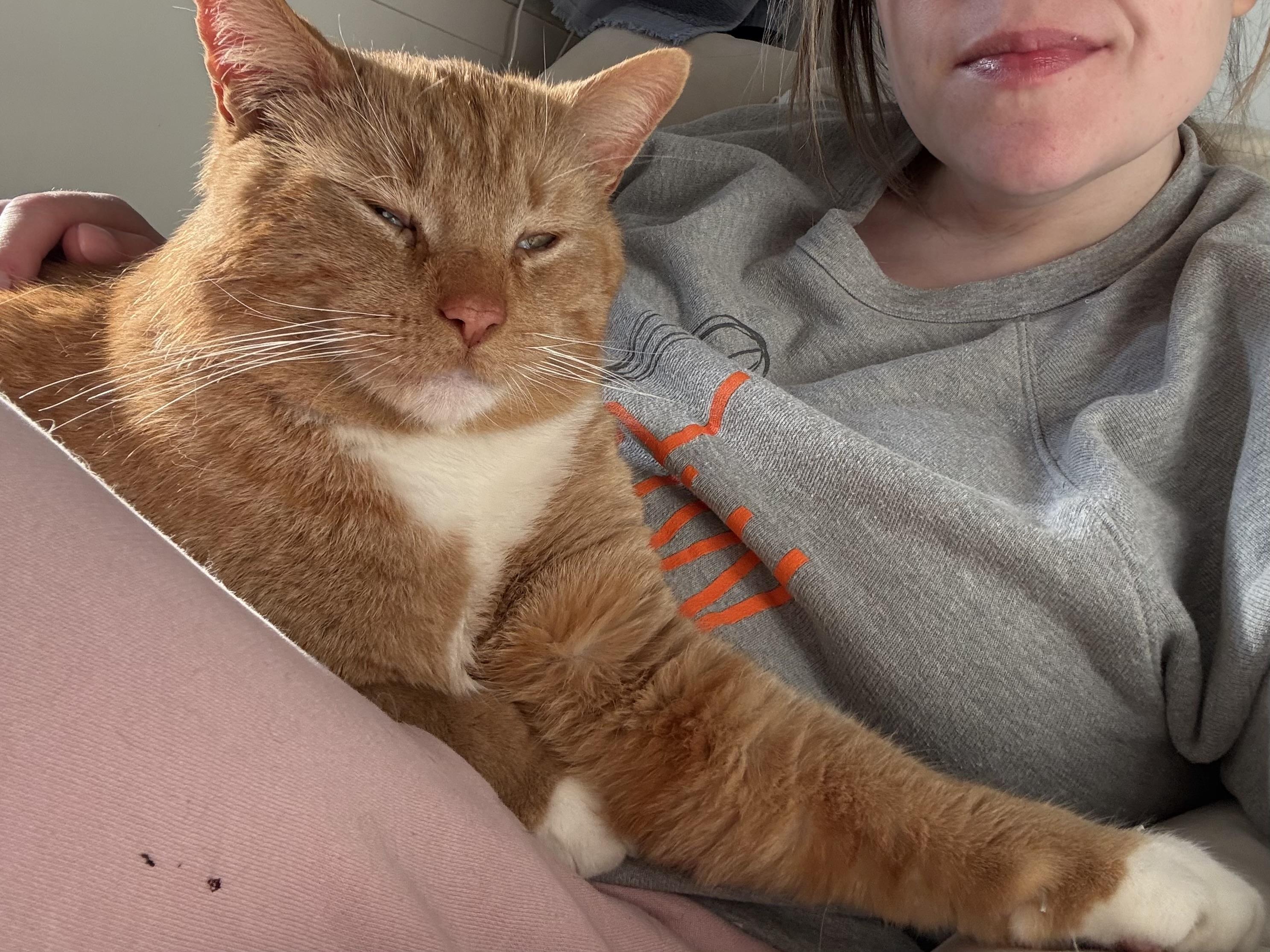 Enlarge Theodore (Teddy), an adoption pending Domestic Short Hair in Oak Park, MI image 2/4