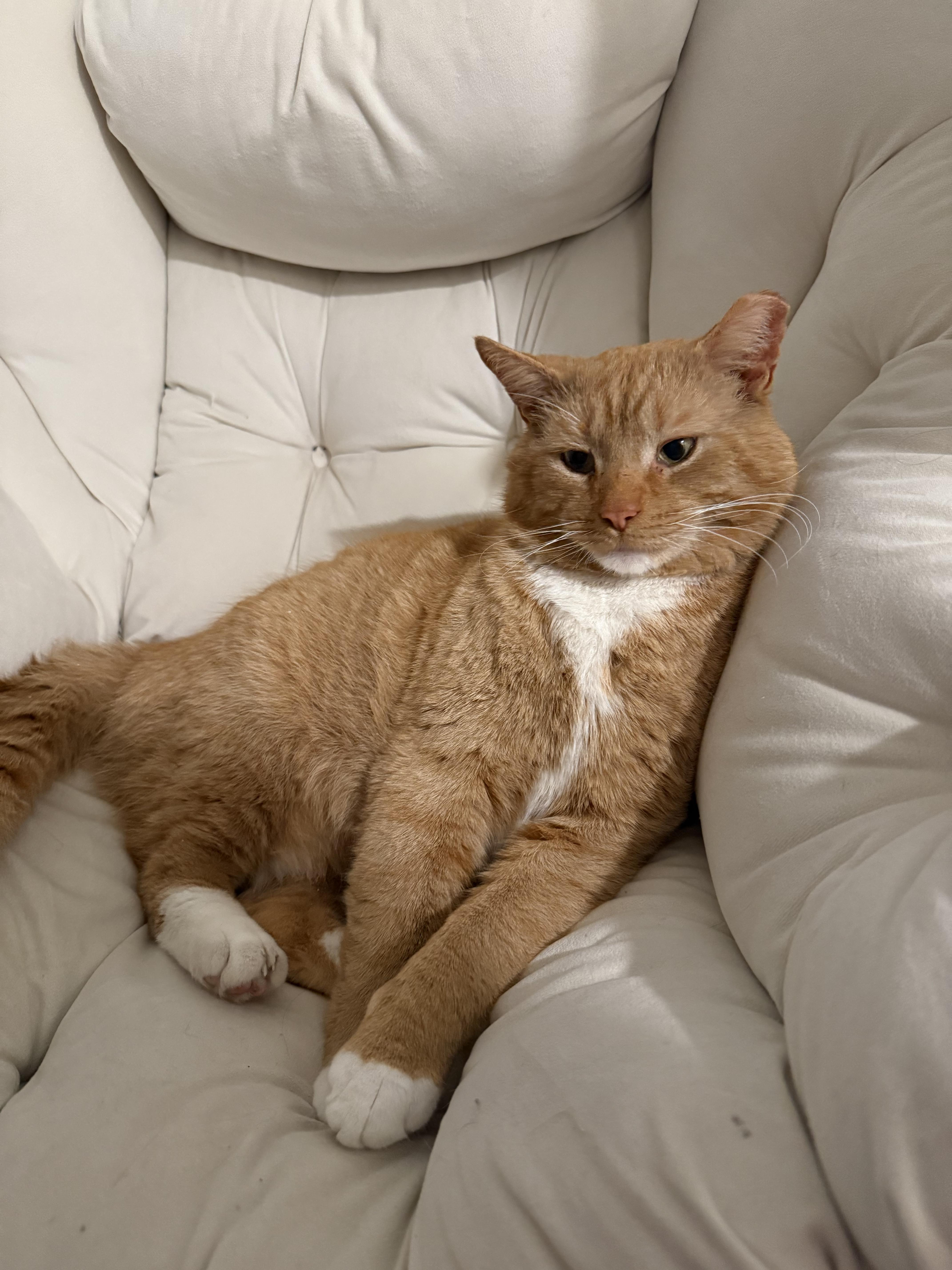 Enlarge Theodore (Teddy), an adoption pending Domestic Short Hair in Oak Park, MI image 3/4