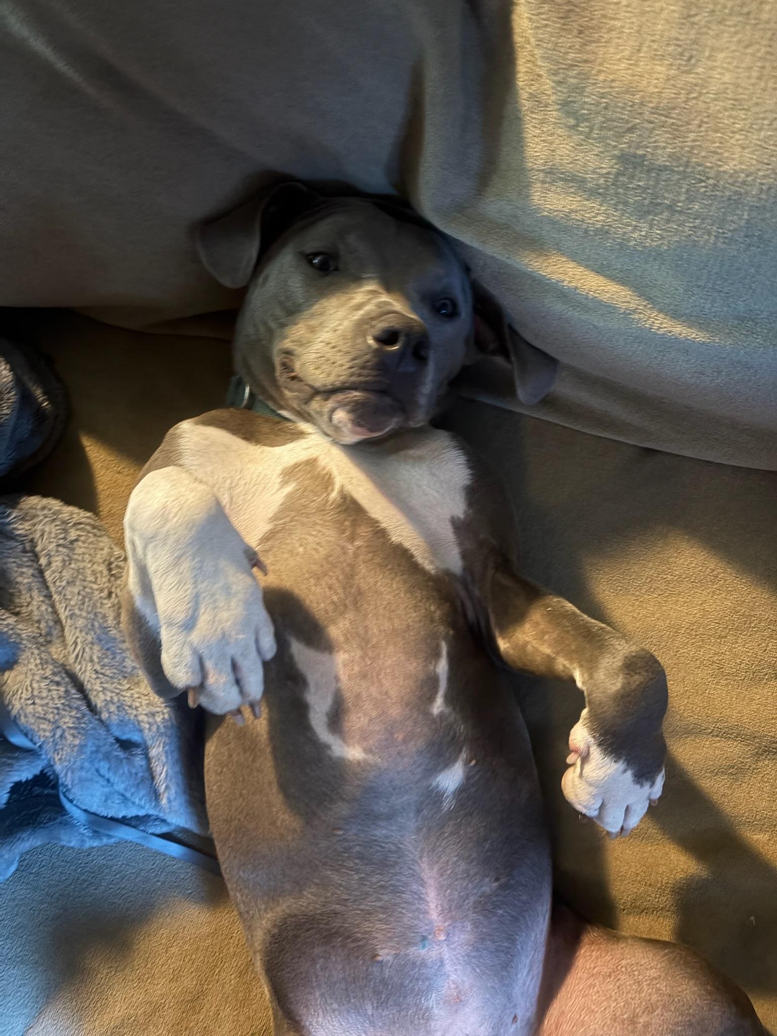Enlarge Bonnie, an adopted mixed breed in New York, NY image 5/6