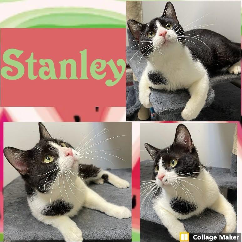 Enlarge Stanley, a ADOPTABLE mixed breed in Clearfield, PA image 1/1