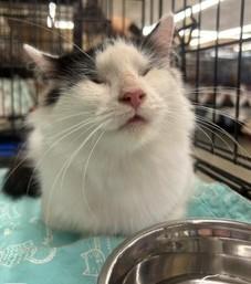 Frieda, Adoptable, Young Female Domestic Long Hair & Turkish Angora.