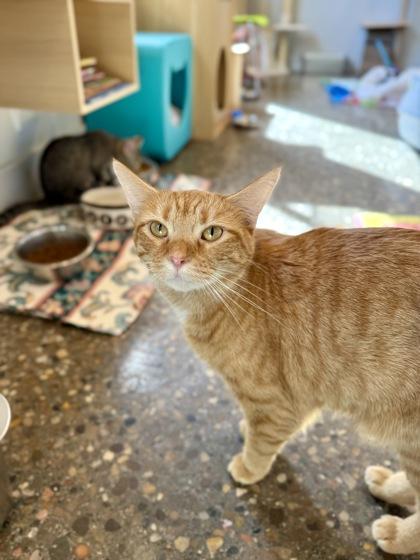 Enlarge Turnip, a Adoptable Domestic Short Hair in Louisville, KY image 1/2