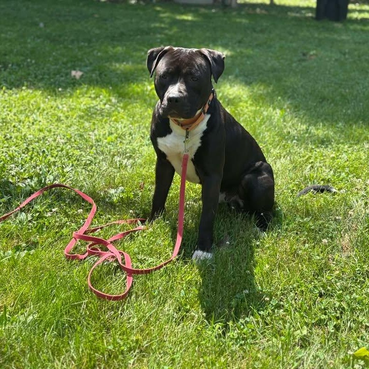 Enlarge Washington, a Adoptable mixed breed in Shepherdsville, KY image 4/4