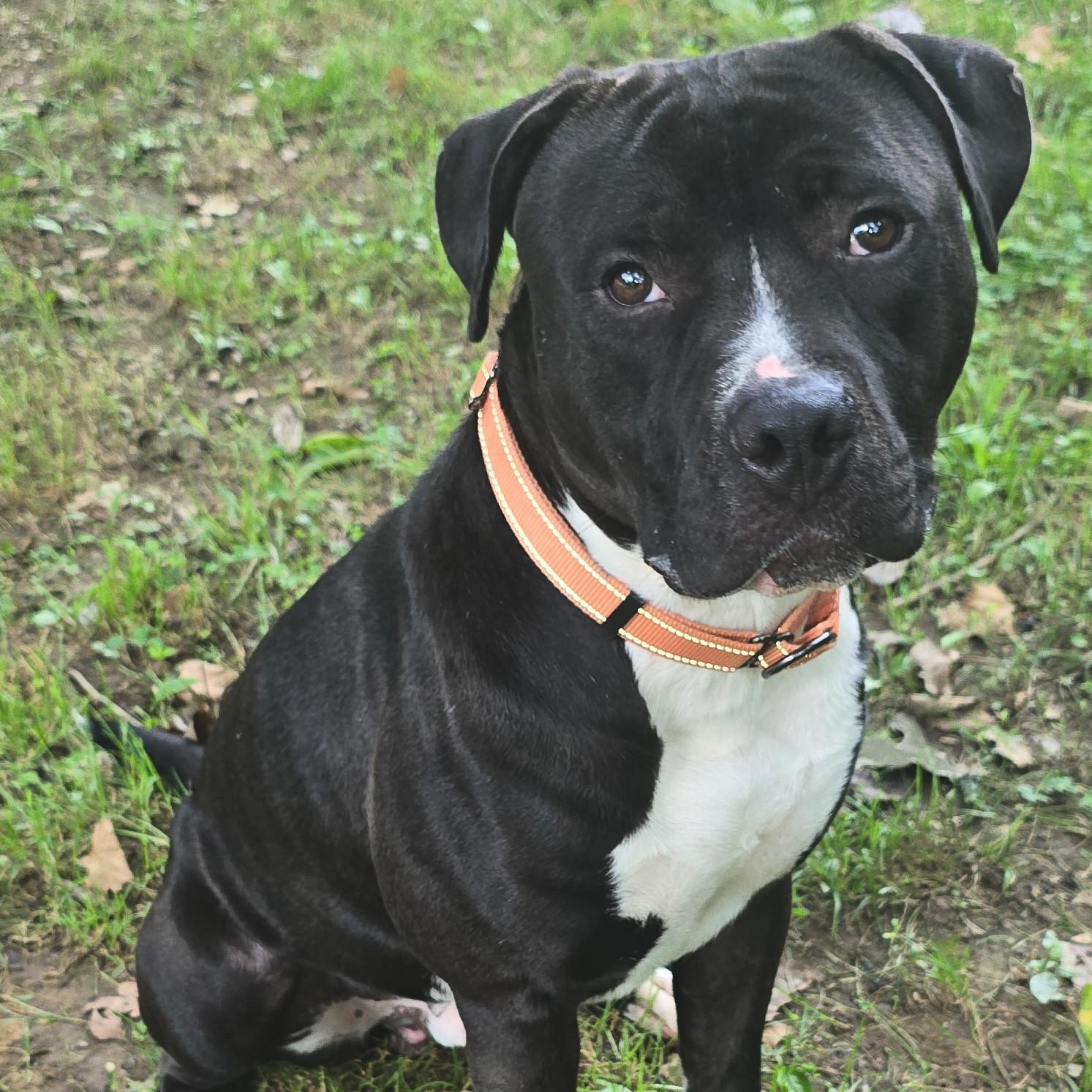 Enlarge Washington, a Adoptable mixed breed in Shepherdsville, KY image 1/4