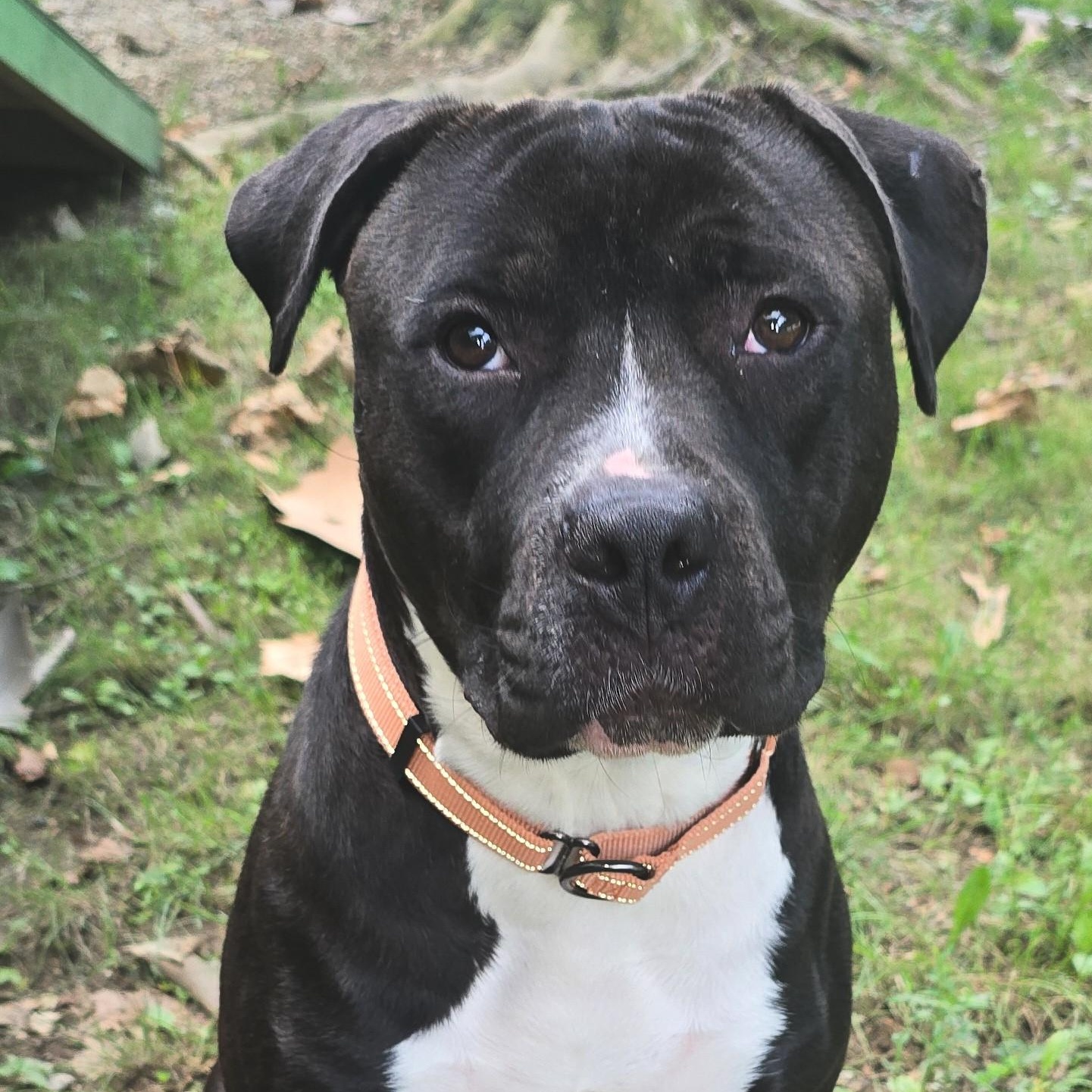 Enlarge Washington, a Adoptable mixed breed in Shepherdsville, KY image 2/4