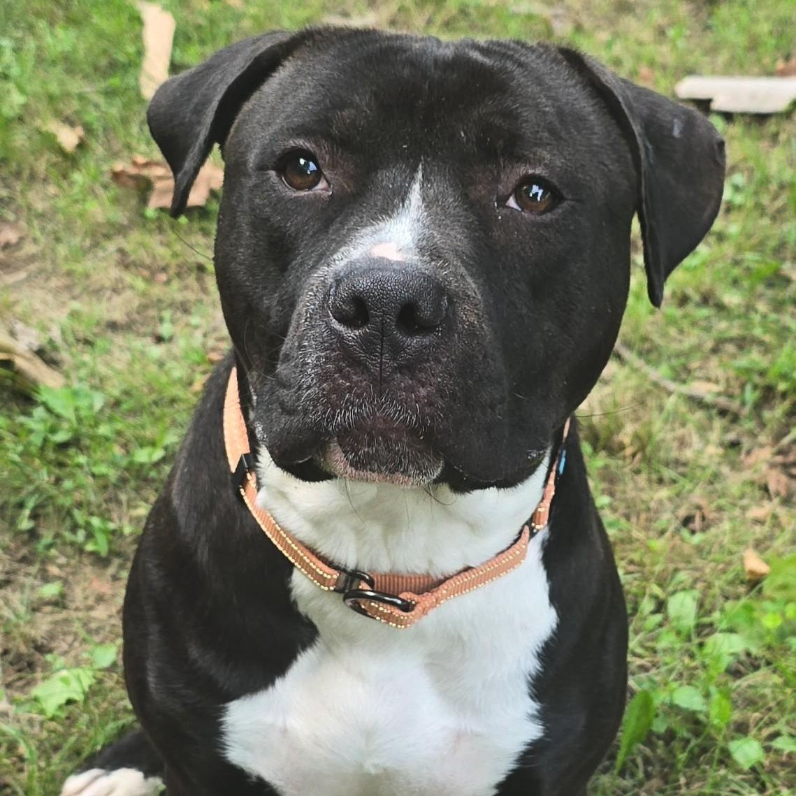 Enlarge Washington, a Adoptable mixed breed in Shepherdsville, KY image 3/4