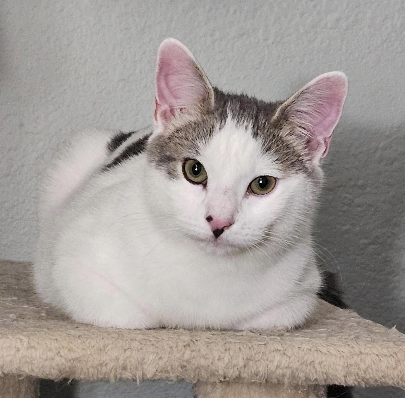 River, a Adoptable mixed breed in Santa Rosa, CA image 1/4