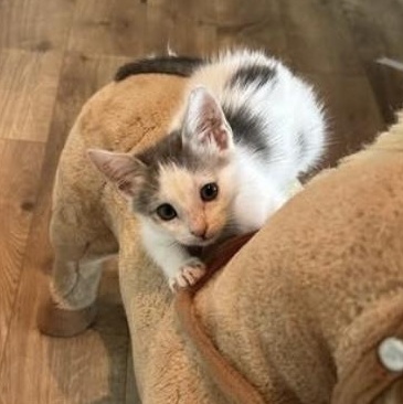 River, a Adoptable mixed breed in Santa Rosa, CA image 4/4