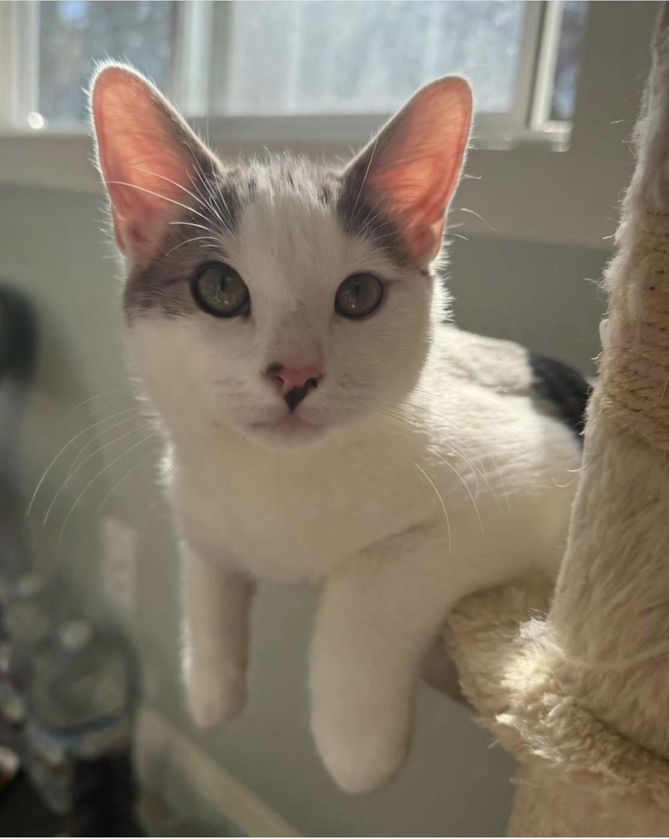 River, a Adoptable mixed breed in Santa Rosa, CA image 2/4