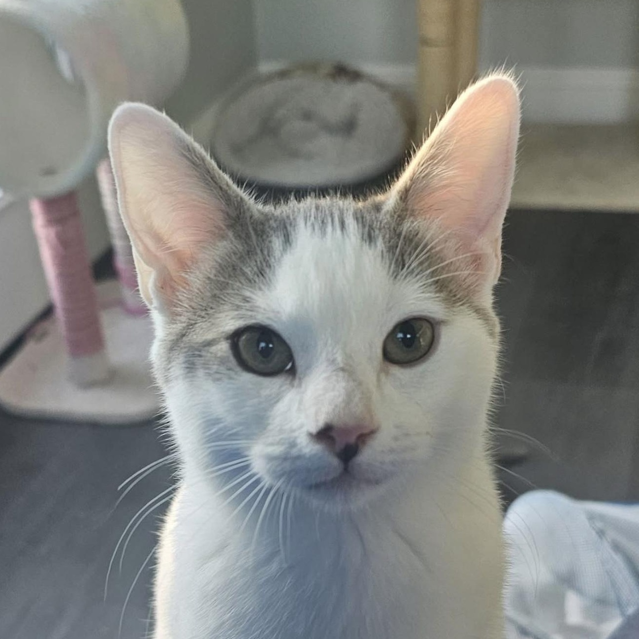 River, Adoptable, Kitten Male Domestic Short Hair.