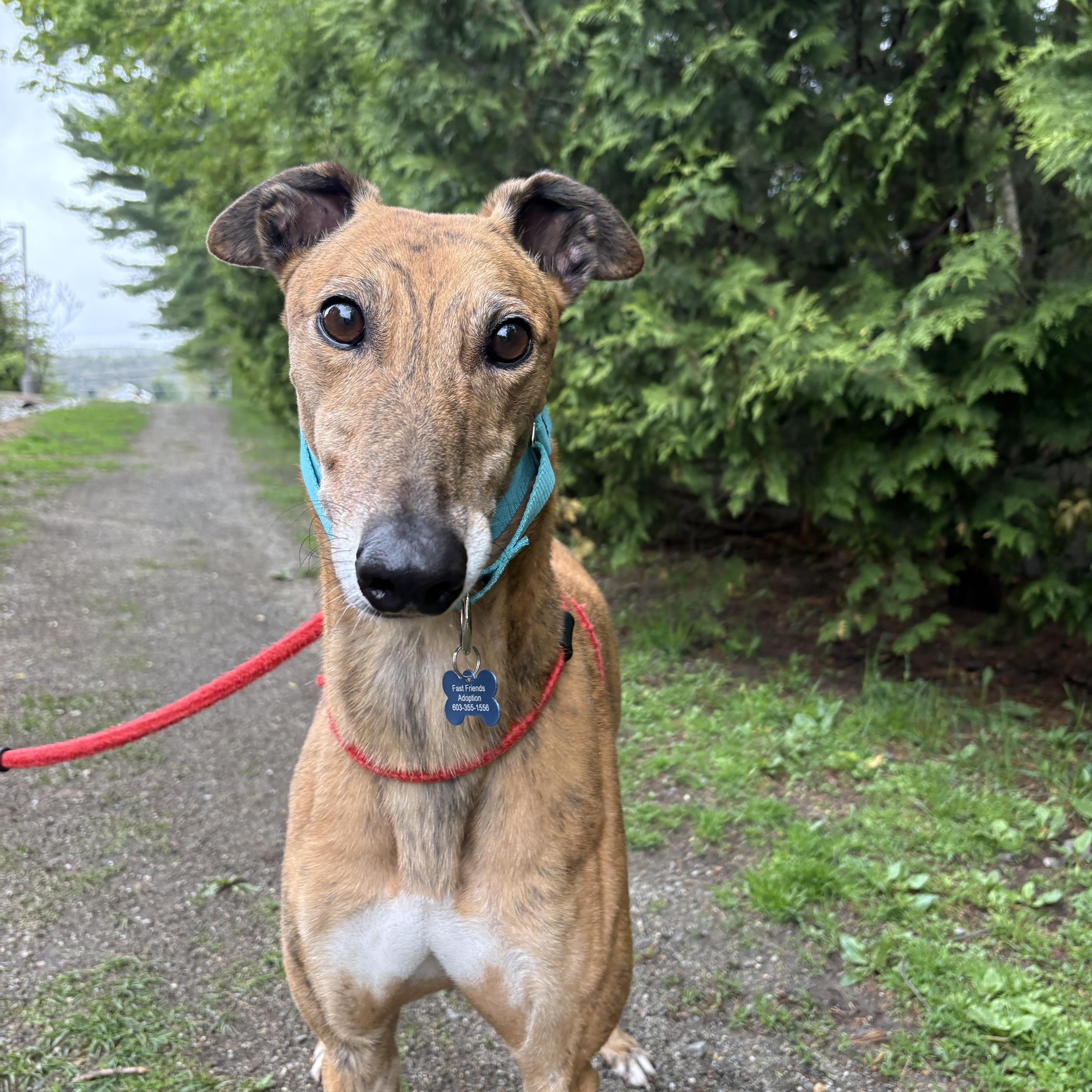 Enlarge Roly Poly, a ADOPTABLE Greyhound in Swanzey, NH image 2/3