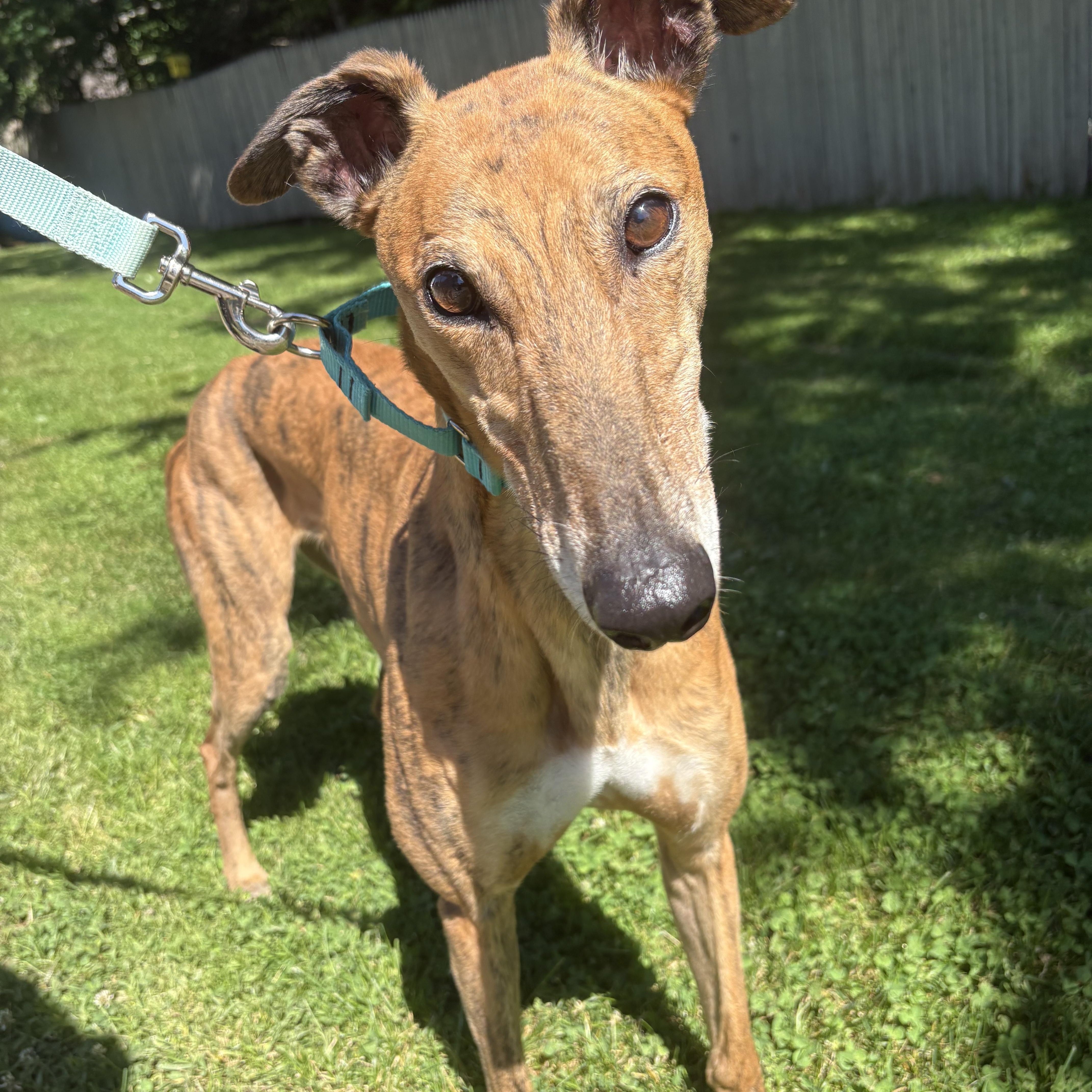Enlarge Roly Poly, a ADOPTABLE Greyhound in Swanzey, NH image 1/3