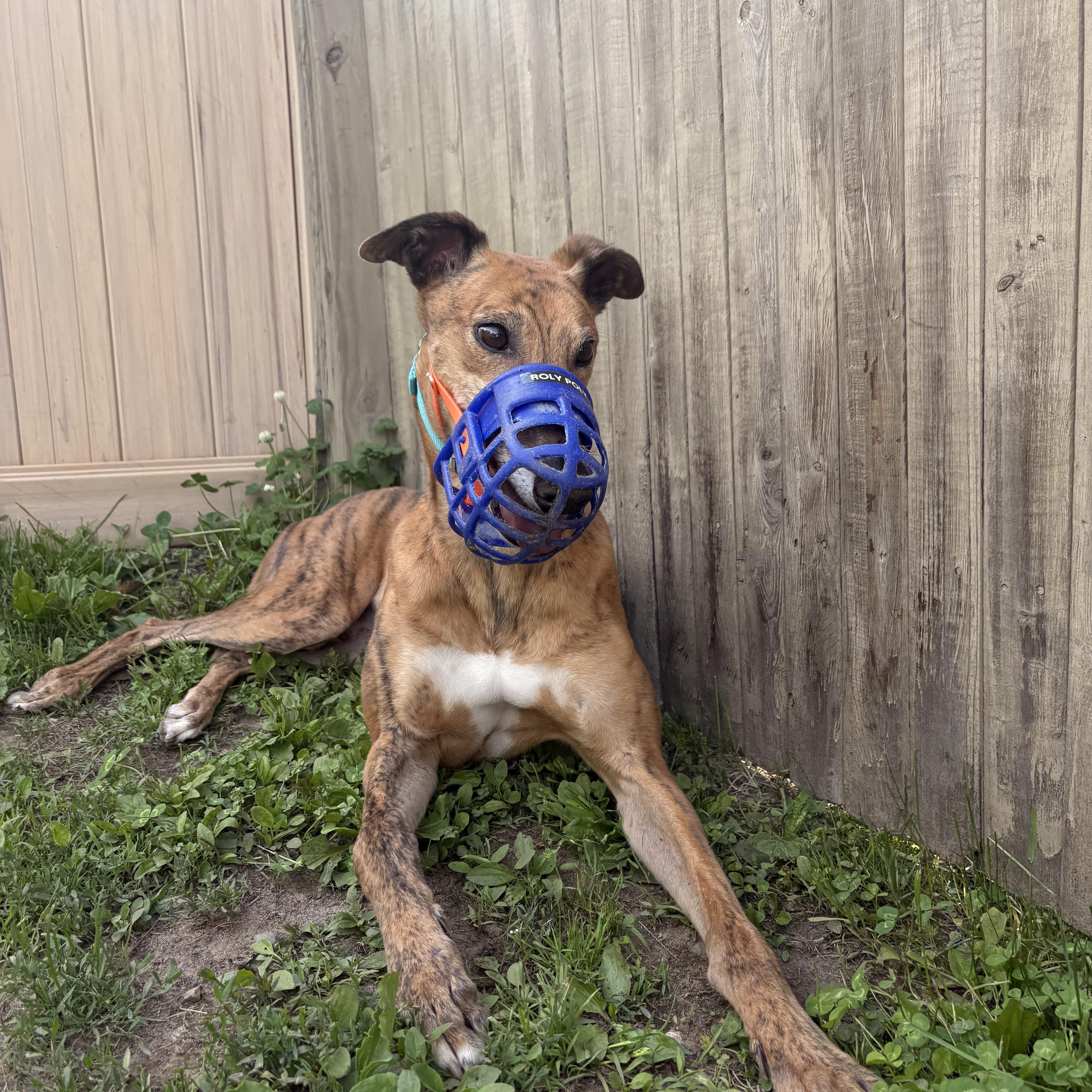 Enlarge Roly Poly, a ADOPTABLE Greyhound in Swanzey, NH image 3/3