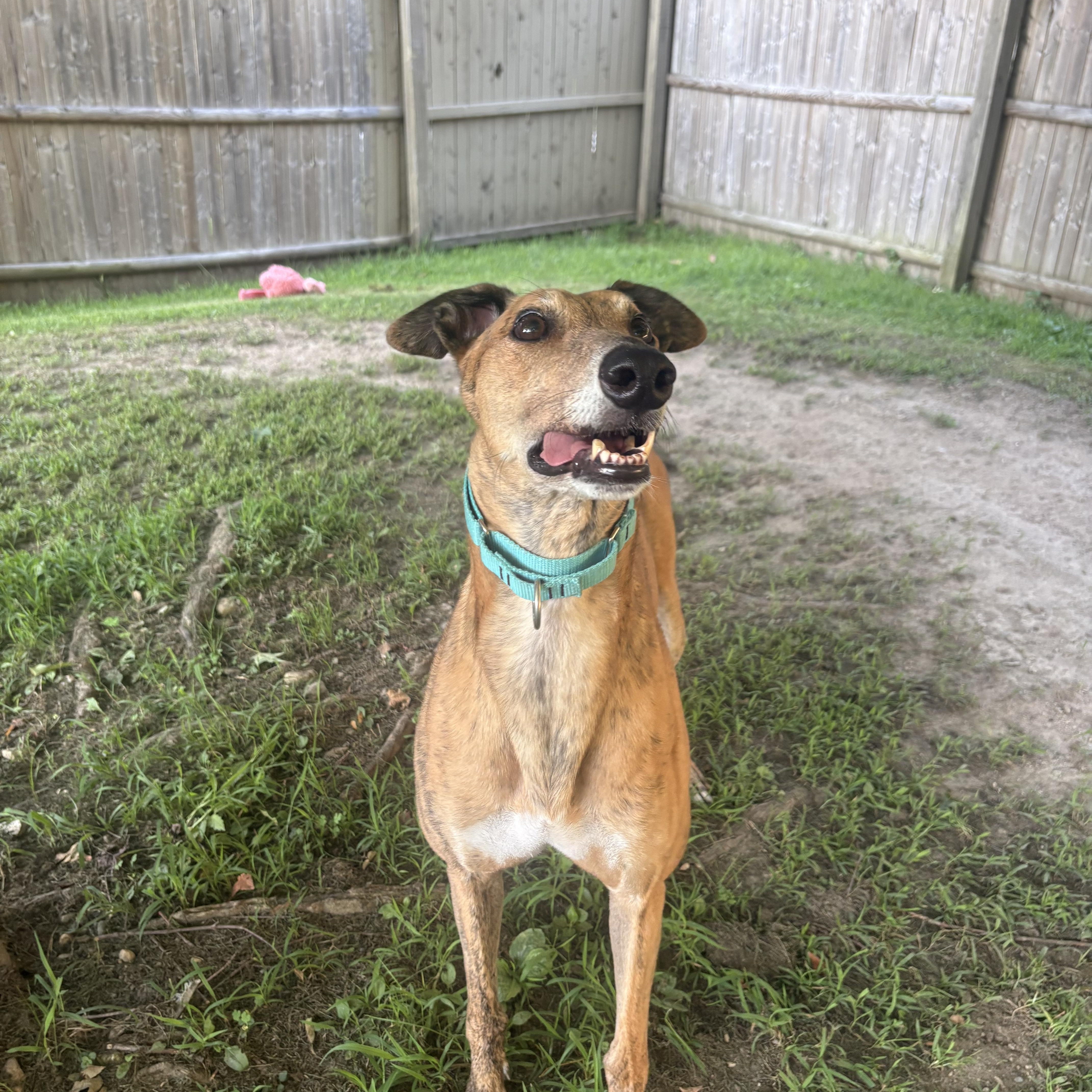 Enlarge Roly Poly, a ADOPTABLE Greyhound in Swanzey, NH image 4/6