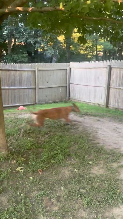 Enlarge Roly Poly, a ADOPTABLE Greyhound in Swanzey, NH video 5/6