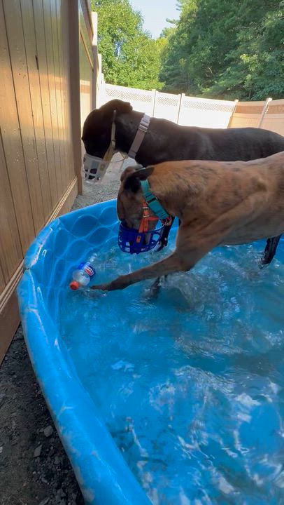 Enlarge Roly Poly, a ADOPTABLE Greyhound in Swanzey, NH video 6/6