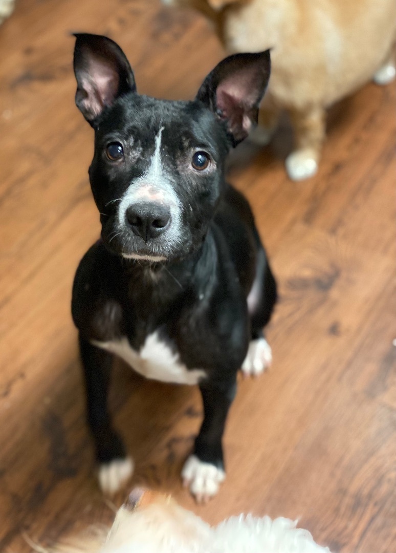 Stacey, Adopted, Adult Female Pit Bull Terrier.