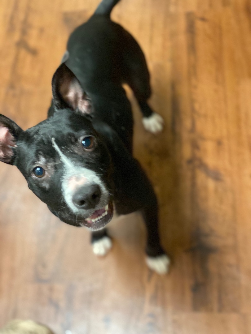 Enlarge Stacey, a Adopted mixed breed in Auburn, AL image 2/4