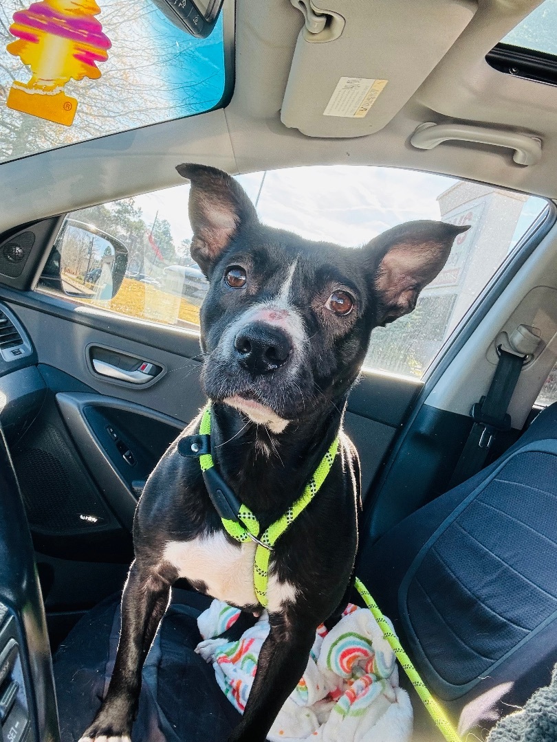 Stacey, Adopted, Adult Female Pit Bull Terrier.